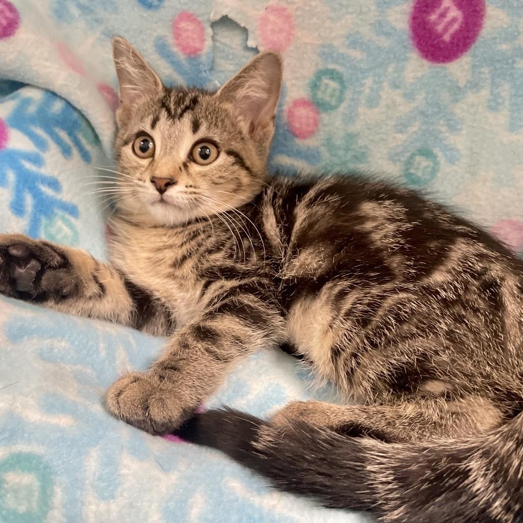 Yzma, a Adoptable Domestic Short Hair in Nashville, IN image 4/5