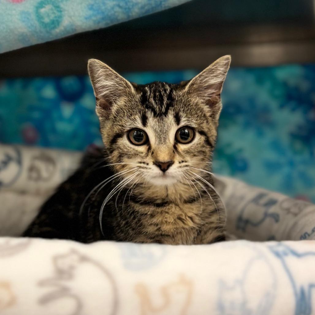 Yzma, a Adoptable Domestic Short Hair in Nashville, IN image 5/5