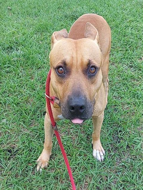 MARLEY, Adoptable, Young Male American Staffordshire Terrier.