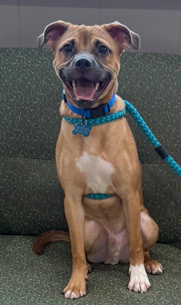 Zeus, Adoptable, Young Male Chihuahua & Labrador Retriever.