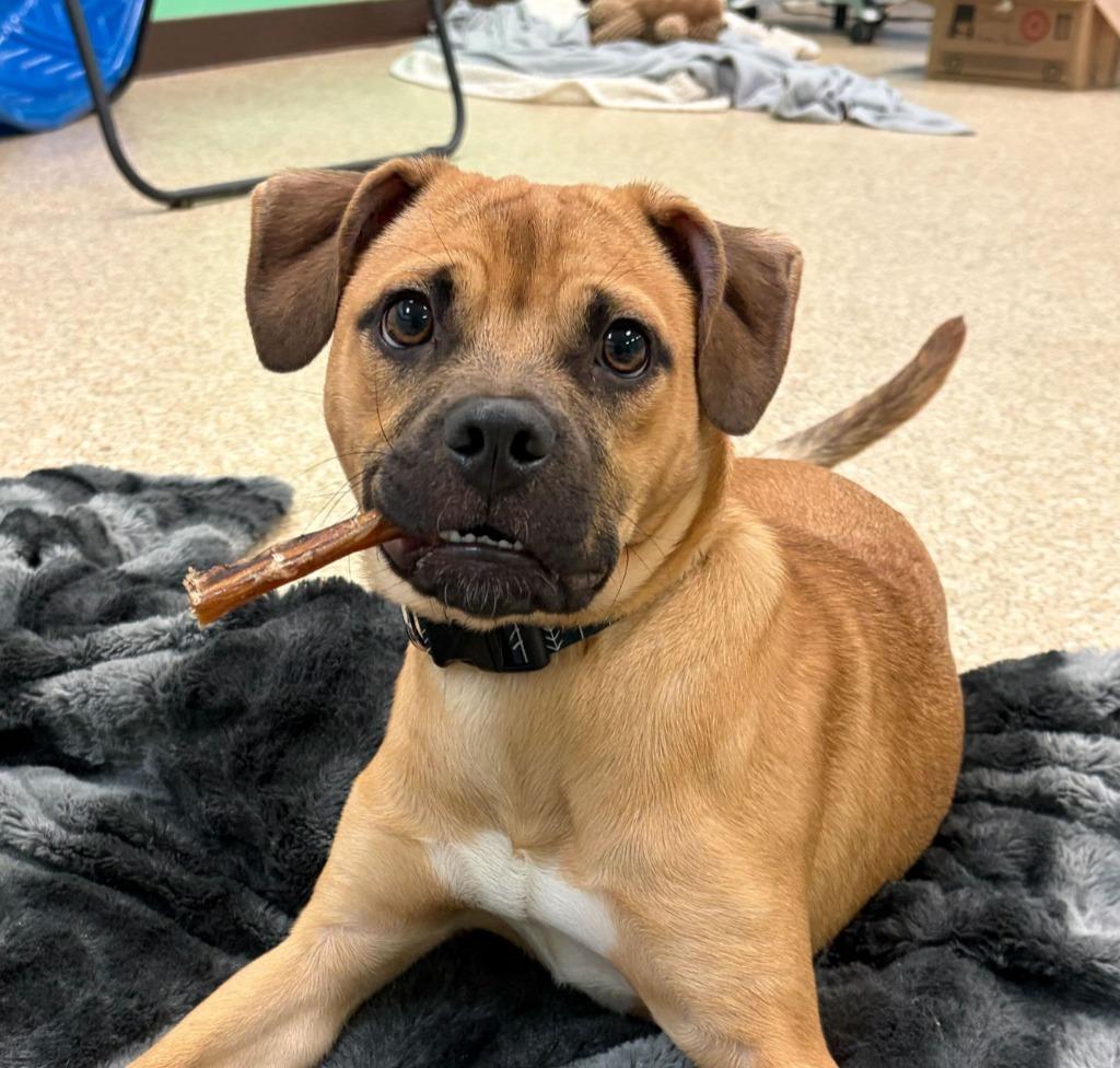 Enlarge Zeus, a Adoptable mixed breed in Utica, MI image 1/5