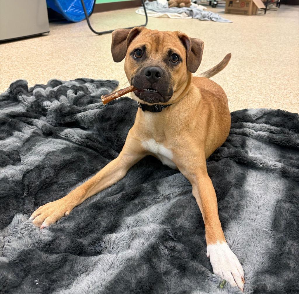 Enlarge Zeus, a Adoptable mixed breed in Utica, MI image 2/5