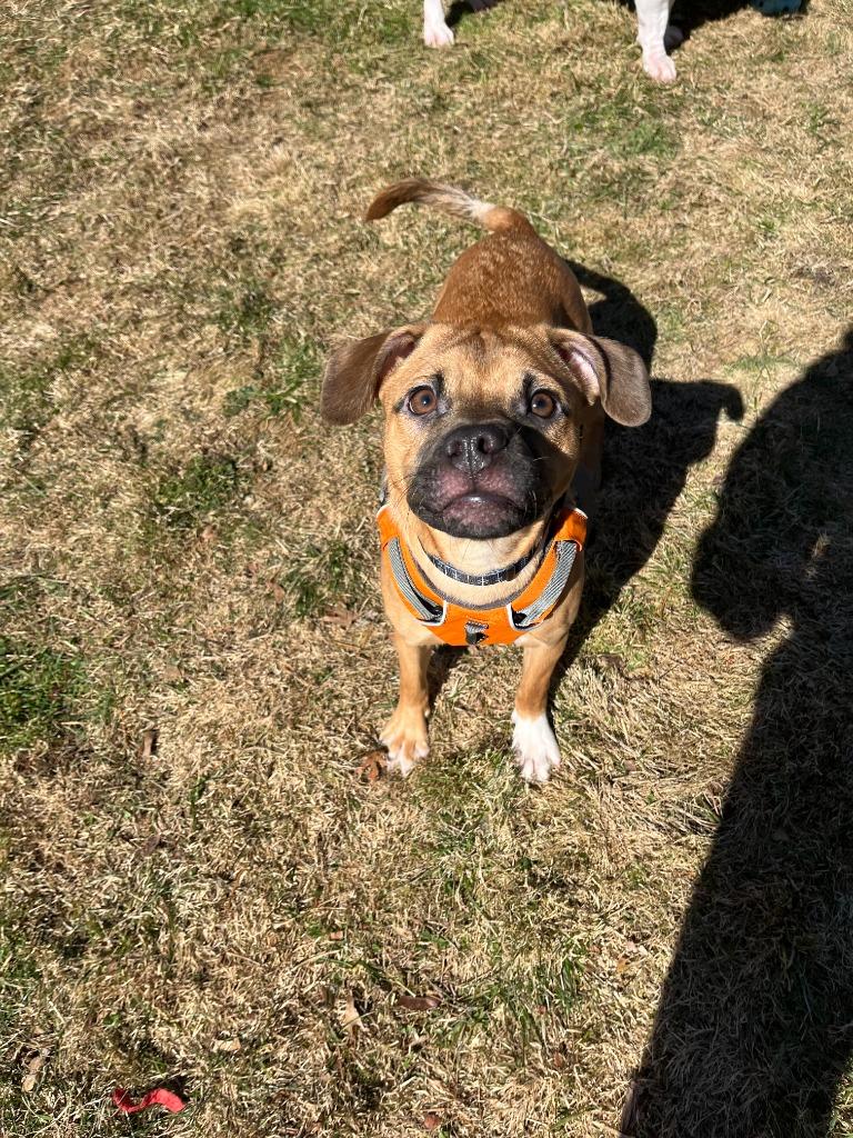 Zeus, Adoptable, Puppy Male Chihuahua & Labrador Retriever.