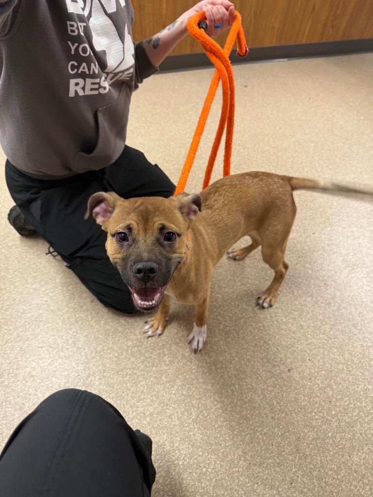 Enlarge Zeus, a Adoptable mixed breed in Utica, MI image 5/5