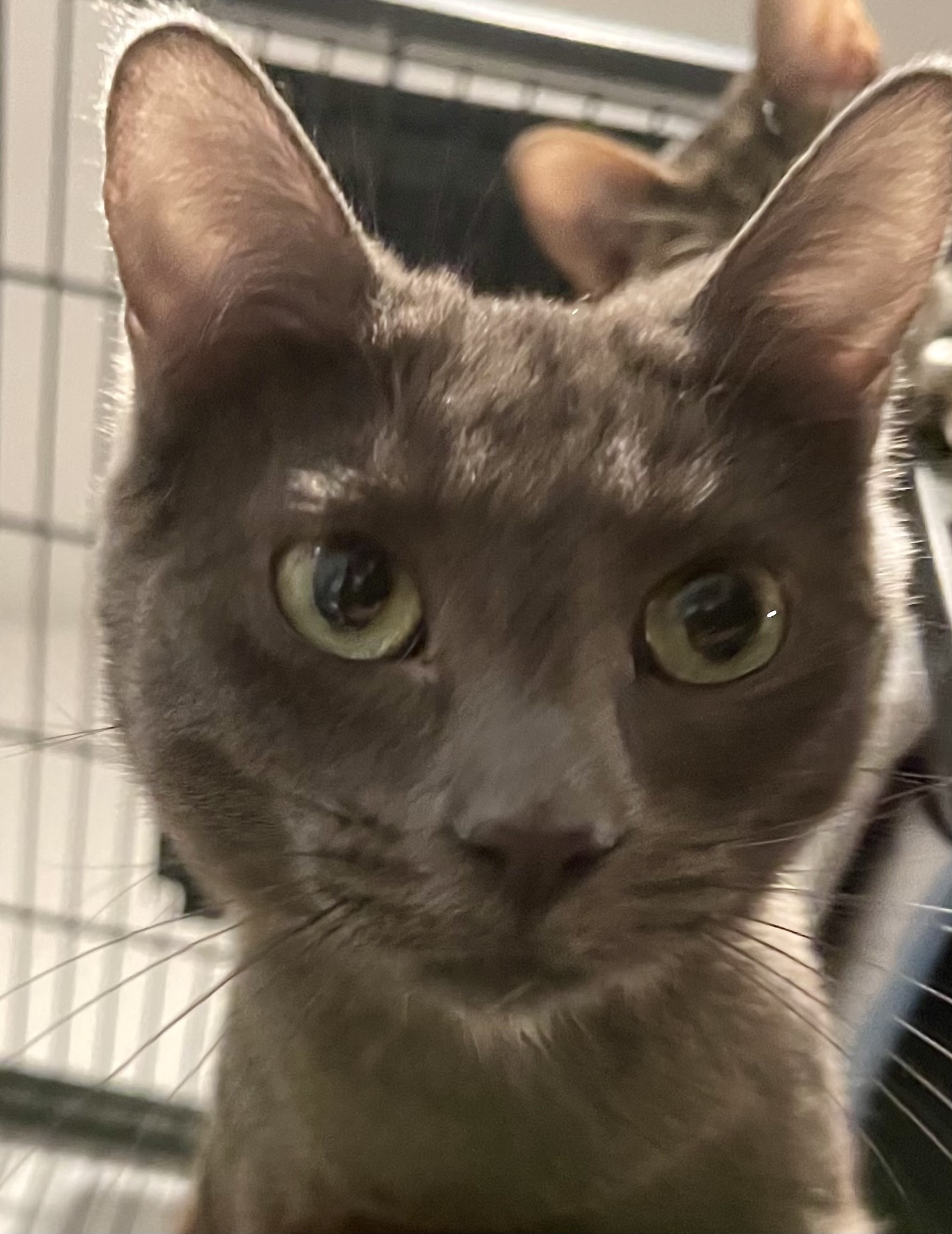 Klinger, Adoptable, Adult Male Domestic Short Hair.