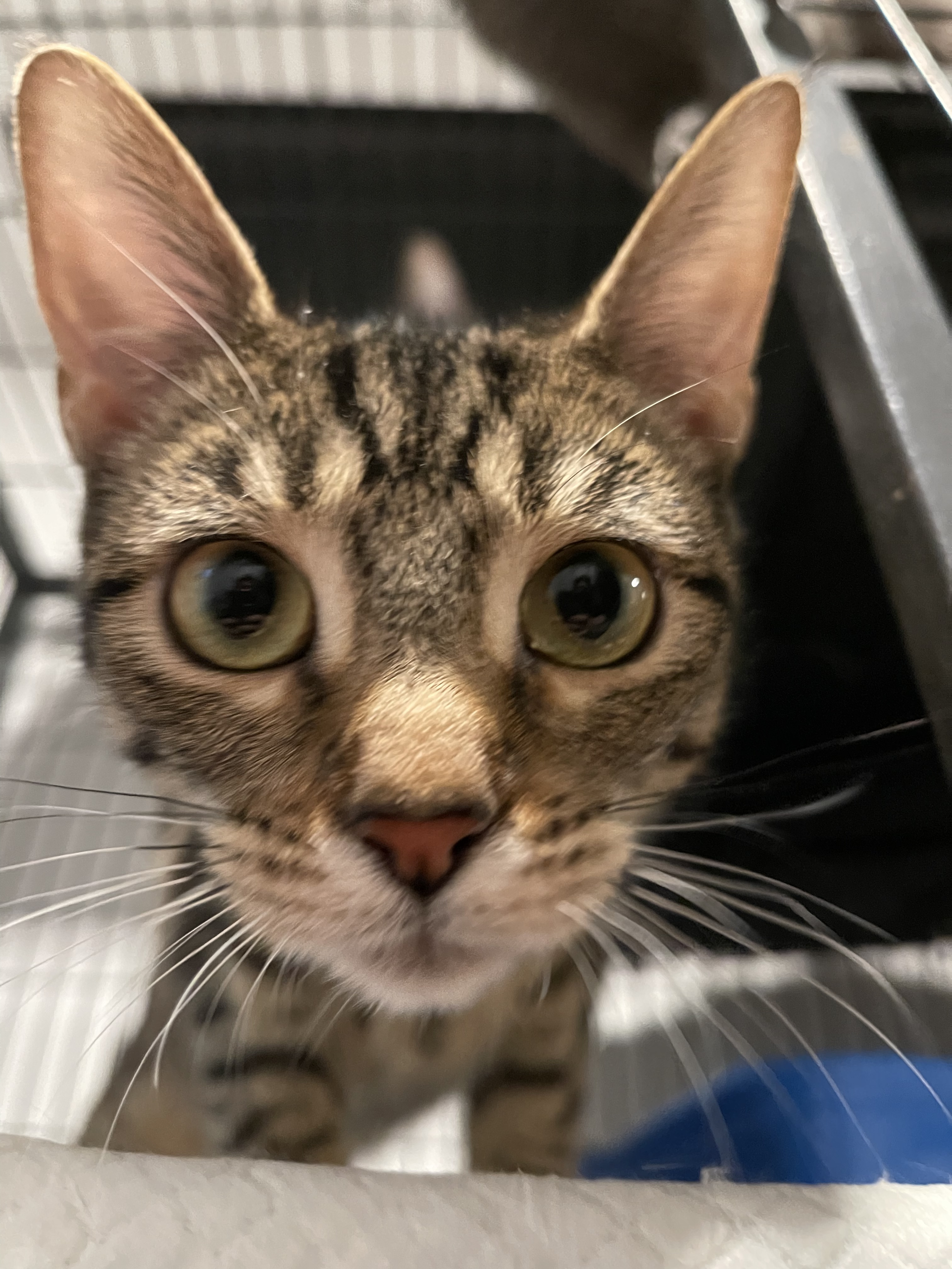 Klinger, a Adoptable Domestic Short Hair in Los Angeles, CA image 2/4