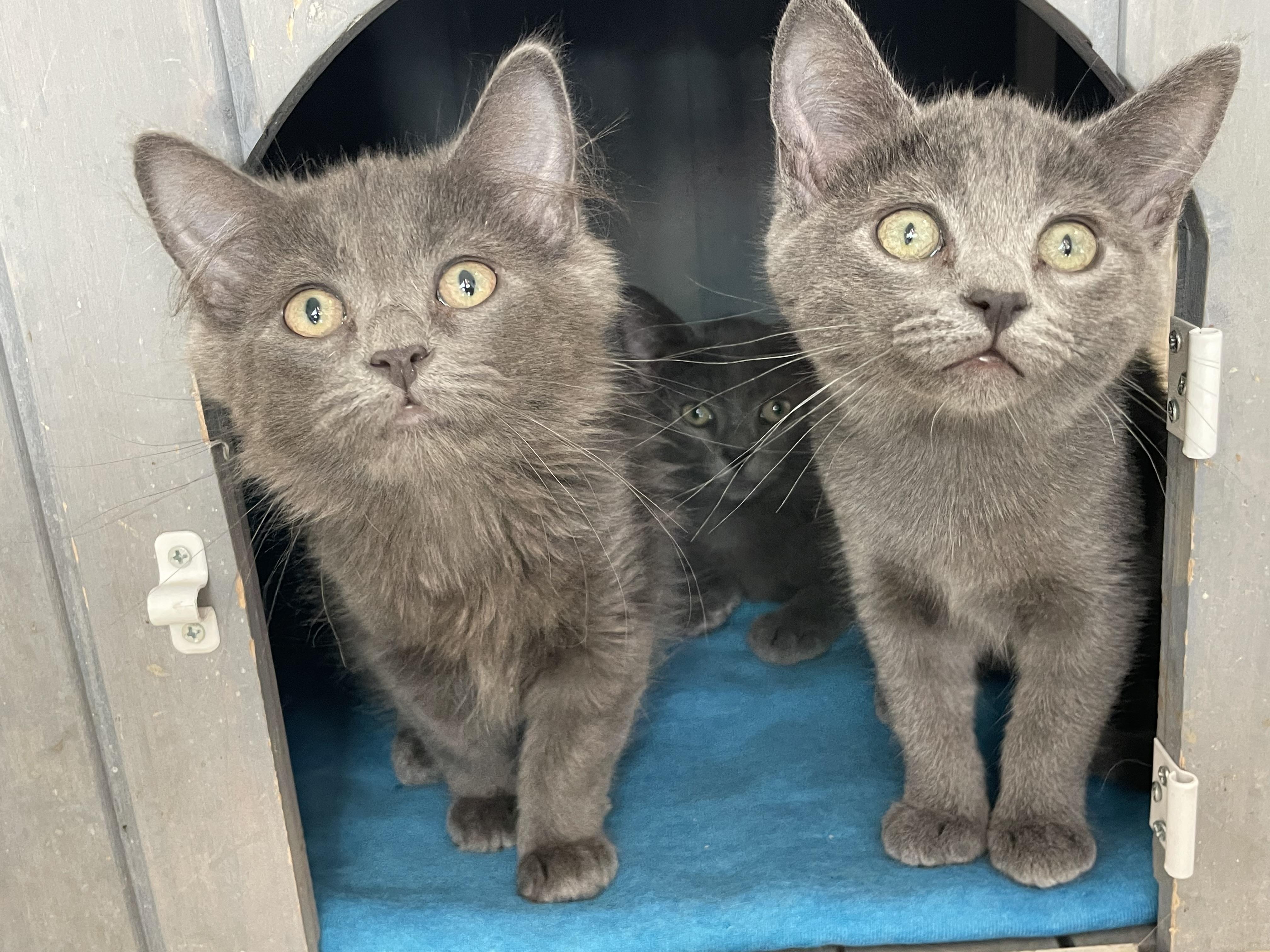 Dove, adopted, Kitten Female Domestic Short Hair.