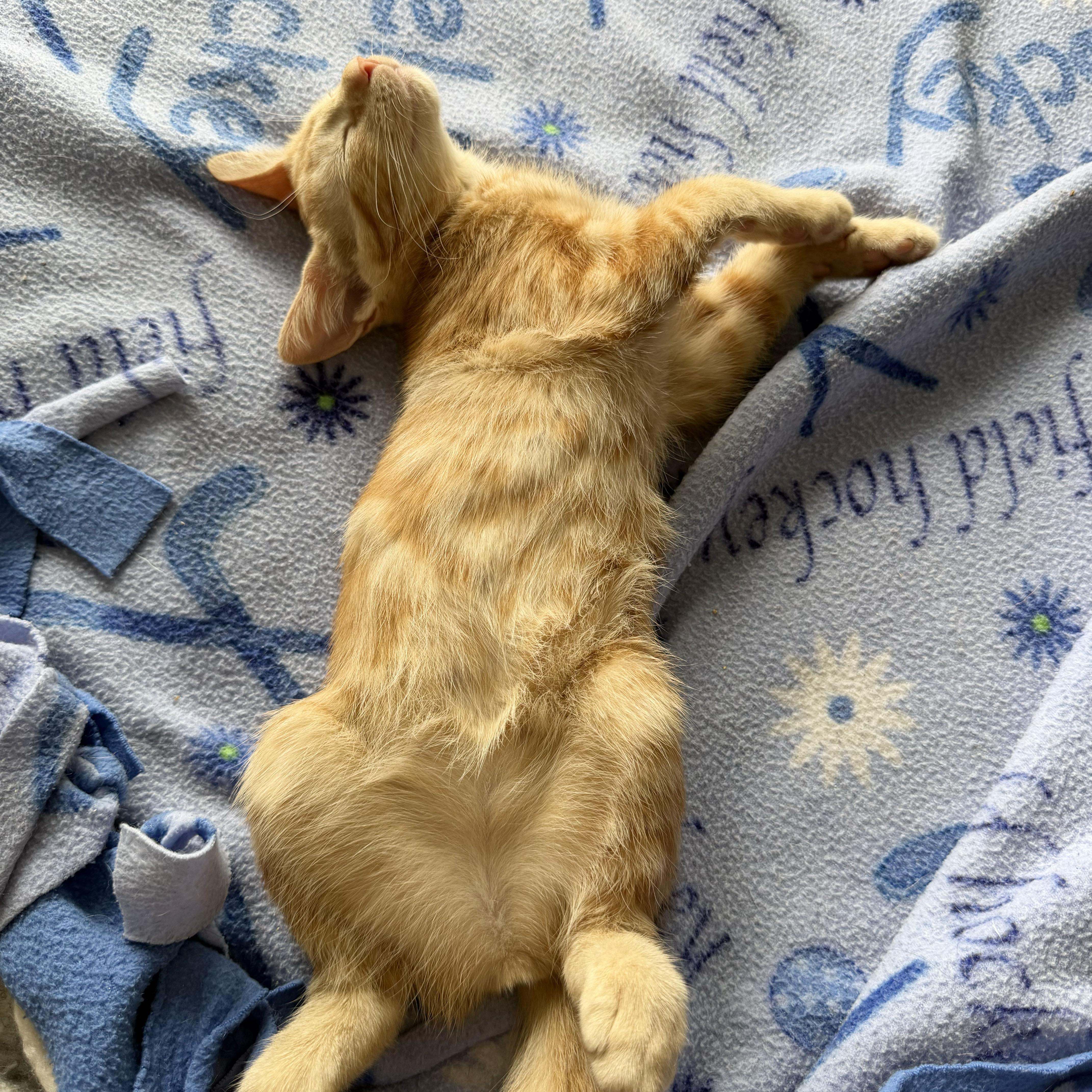 Riesling, an adopted Domestic Short Hair in BROOKLYN, NY image 5/6