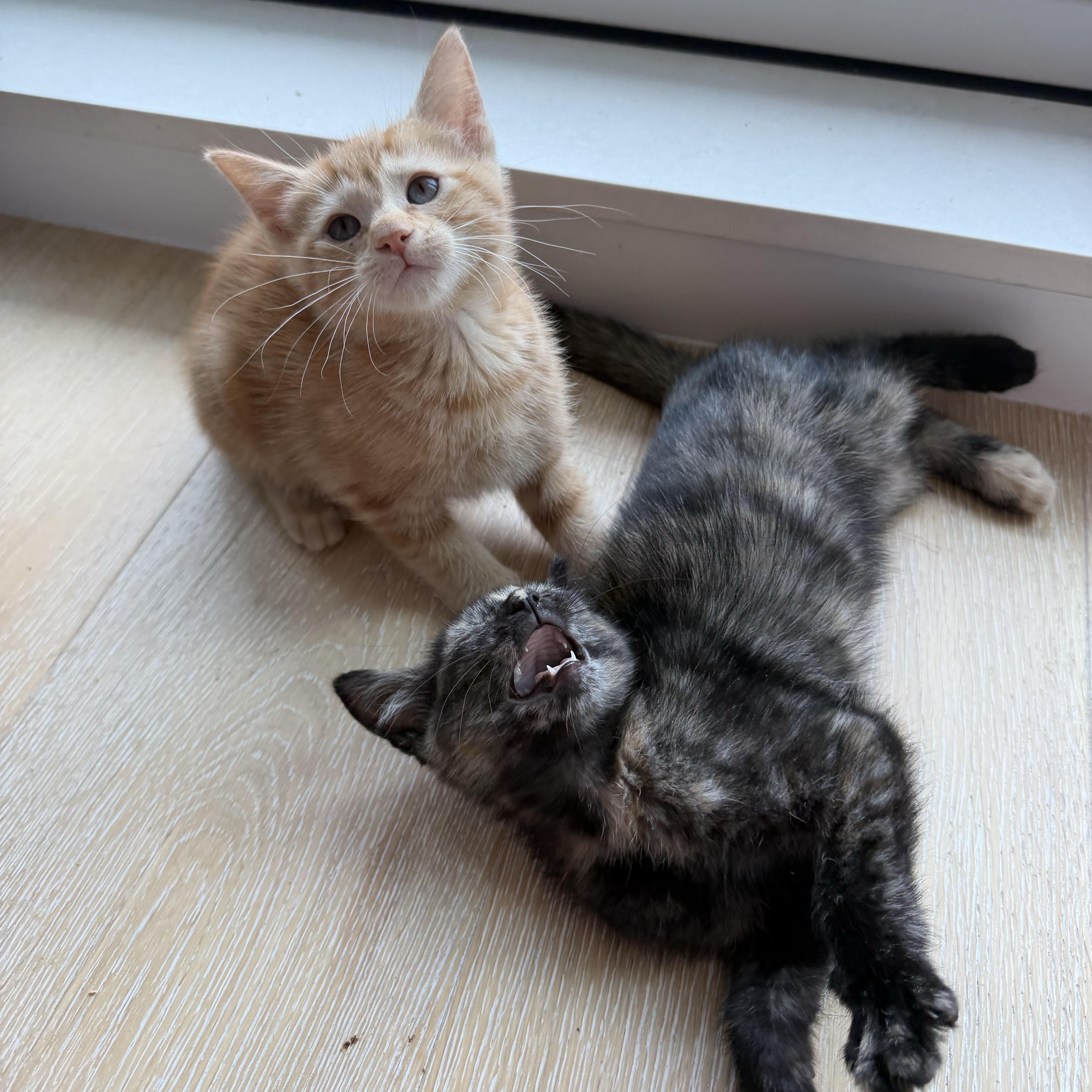 Riesling, an adopted Domestic Short Hair in BROOKLYN, NY image 3/6
