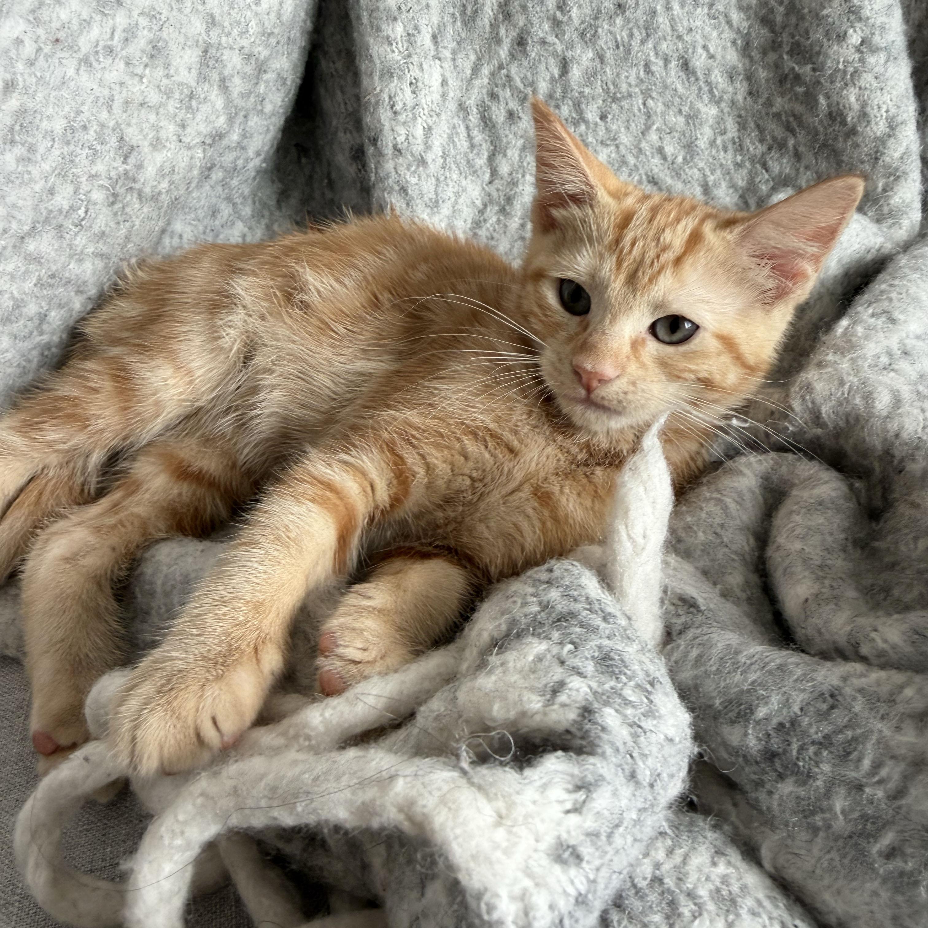 Riesling, an adopted Domestic Short Hair in BROOKLYN, NY image 4/6