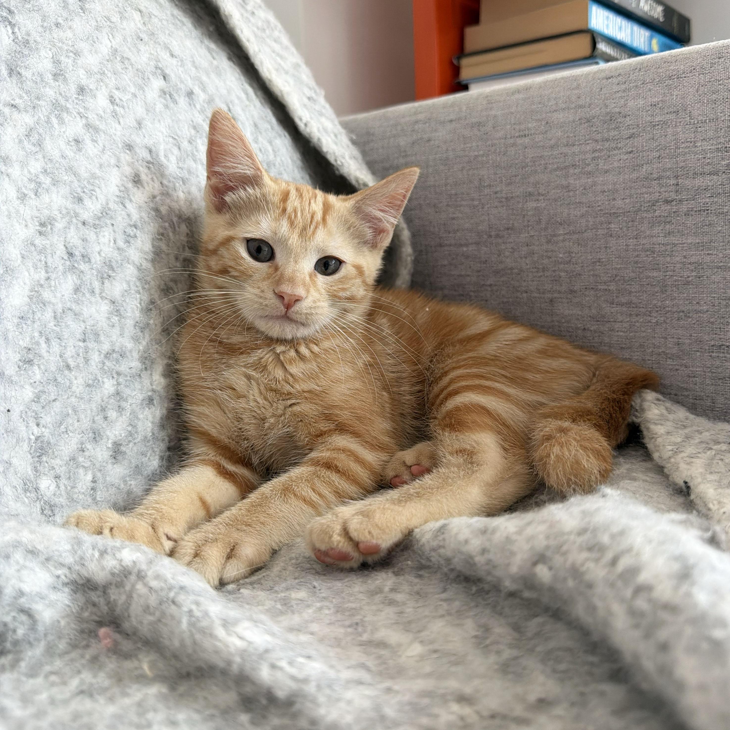 Riesling, an adopted Domestic Short Hair in BROOKLYN, NY image 2/6