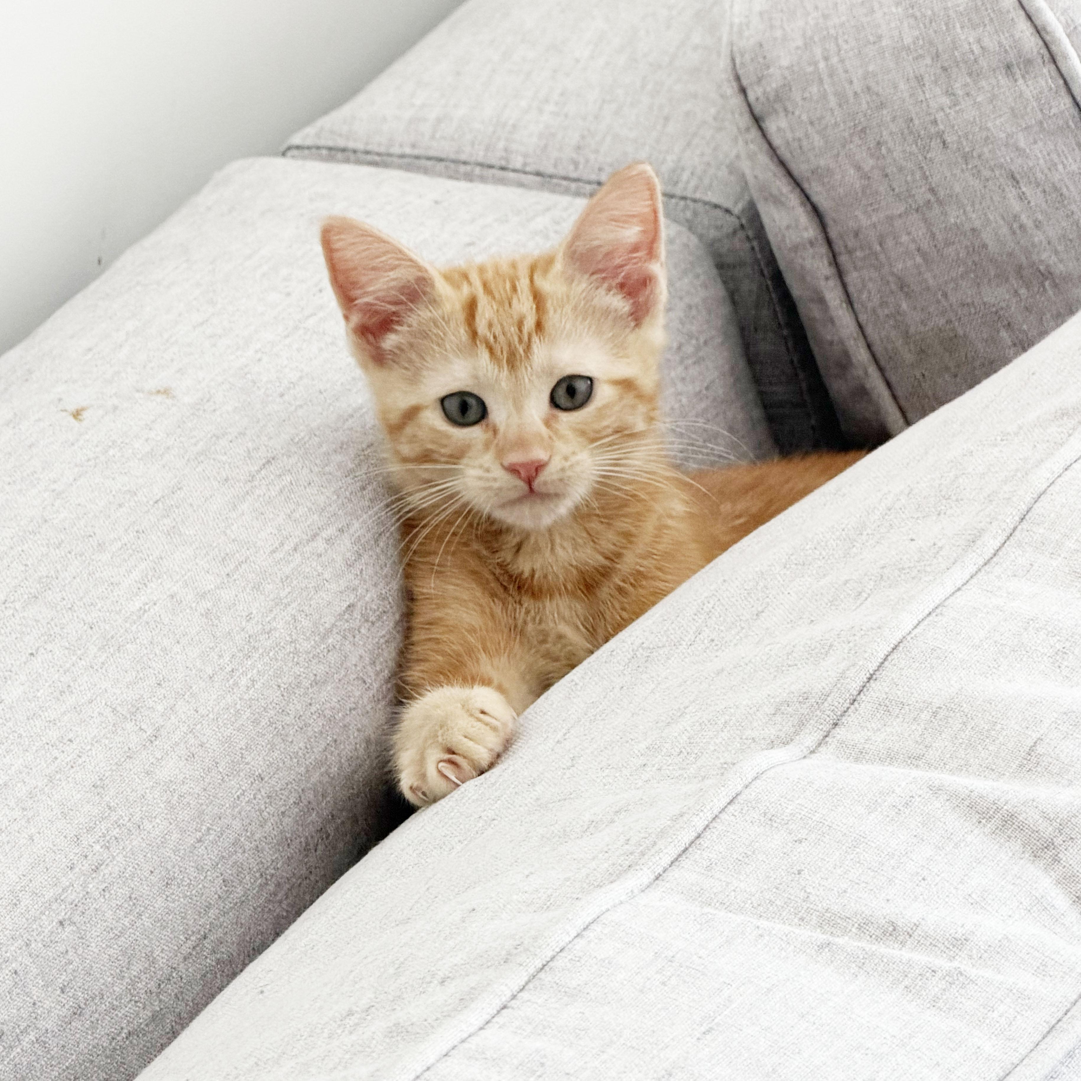 Riesling, an adopted Domestic Short Hair in BROOKLYN, NY image 1/6