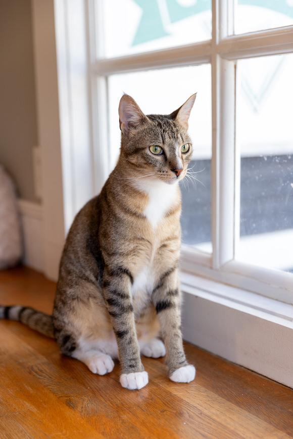Oregano, Adoptable, Kitten Male Domestic Short Hair.