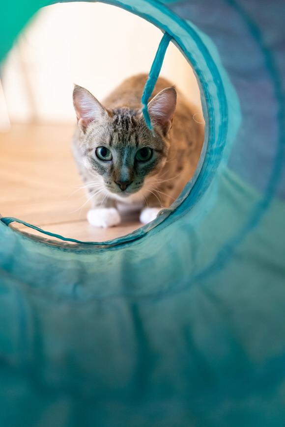 Oregano, a Adoptable Domestic Short Hair in Dayton, OH image 2/4