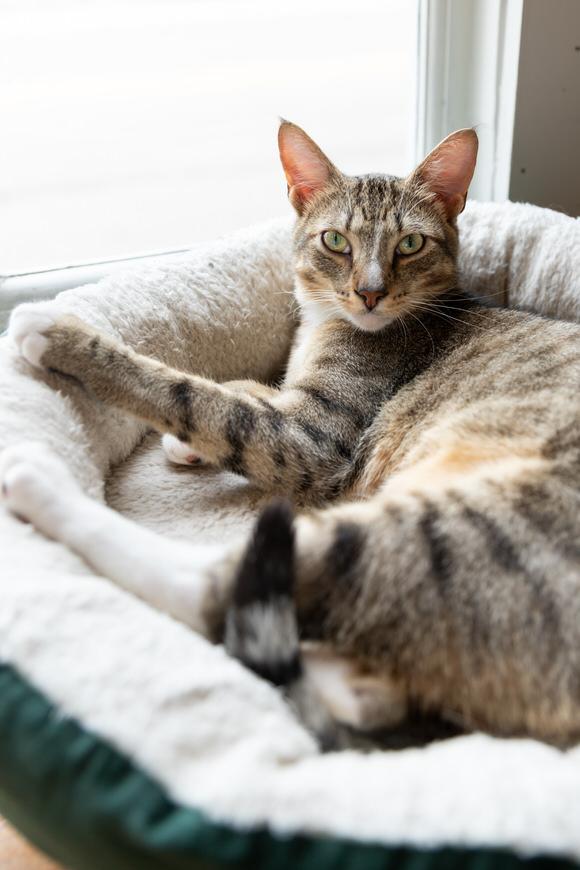Oregano, a Adoptable Domestic Short Hair in Dayton, OH image 3/4
