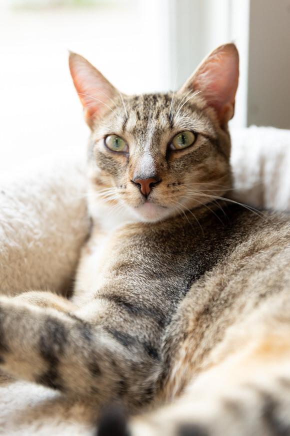 Oregano, a Adoptable Domestic Short Hair in Dayton, OH image 4/4