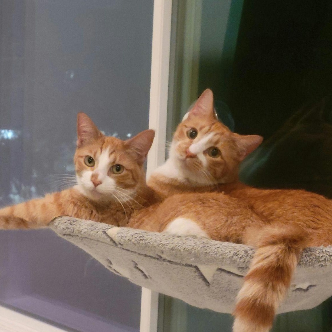 Enlarge Ching, a Adoptable Domestic Short Hair in Houston, TX image 3/6