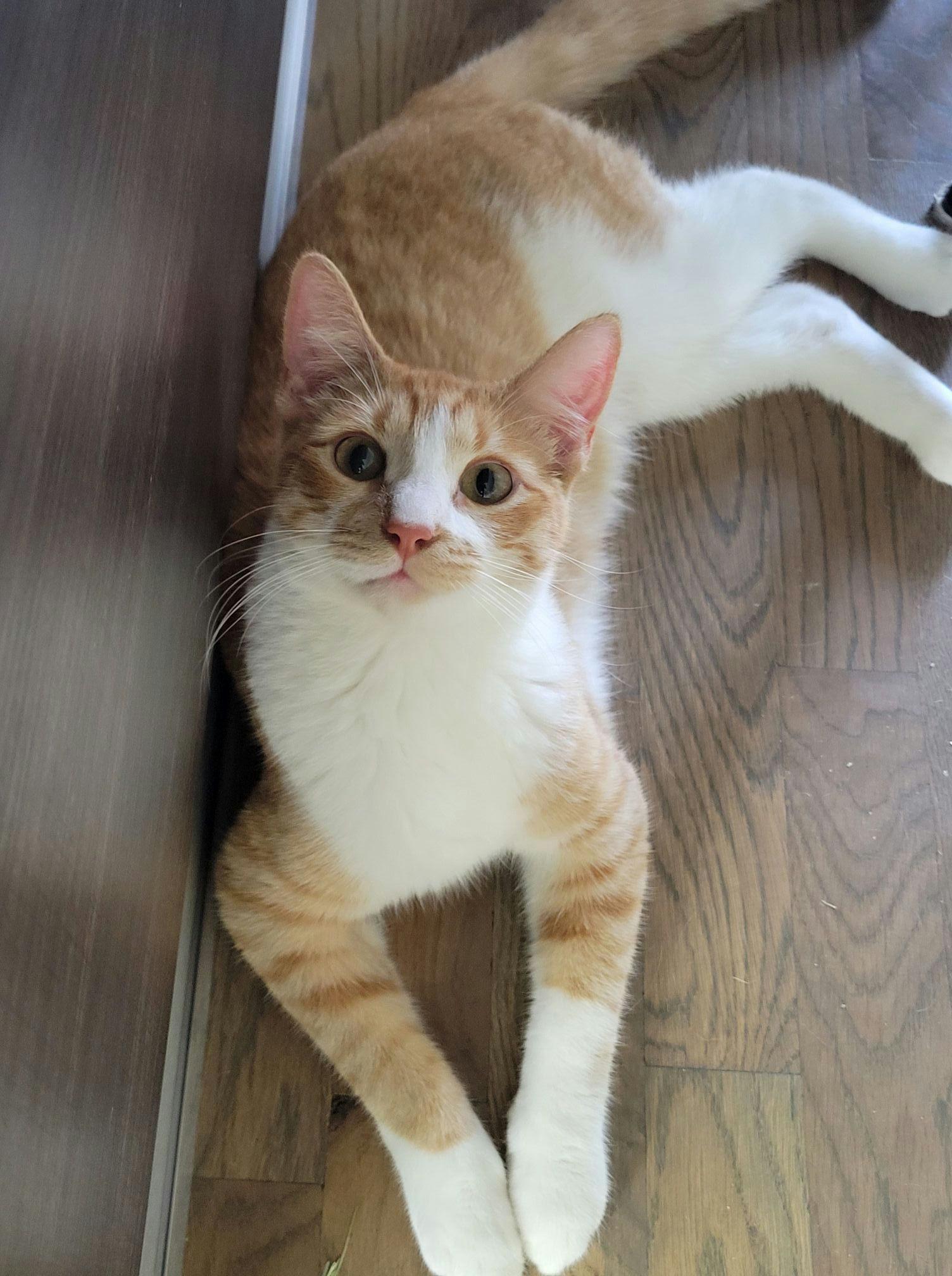 Enlarge Ching, a Adoptable Domestic Short Hair in Houston, TX image 2/6