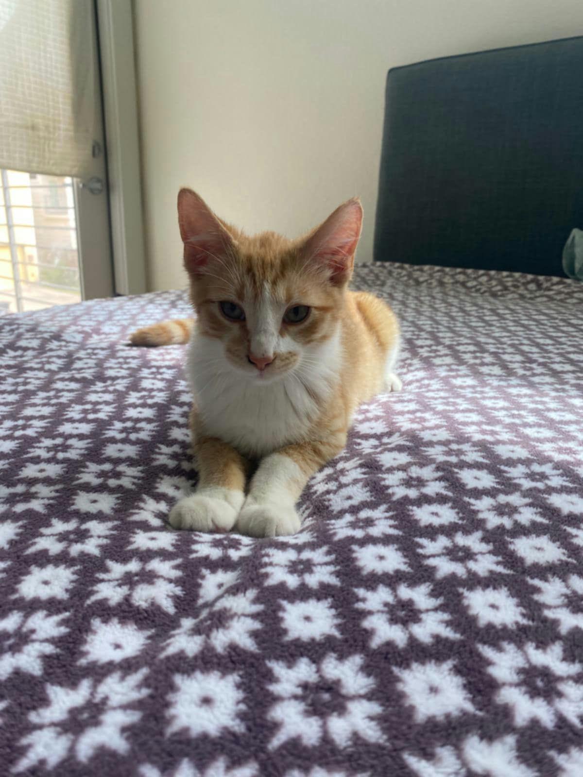Enlarge Ching, a Adoptable Domestic Short Hair in Houston, TX image 5/6