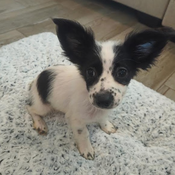 Peach **Foster Needed**
