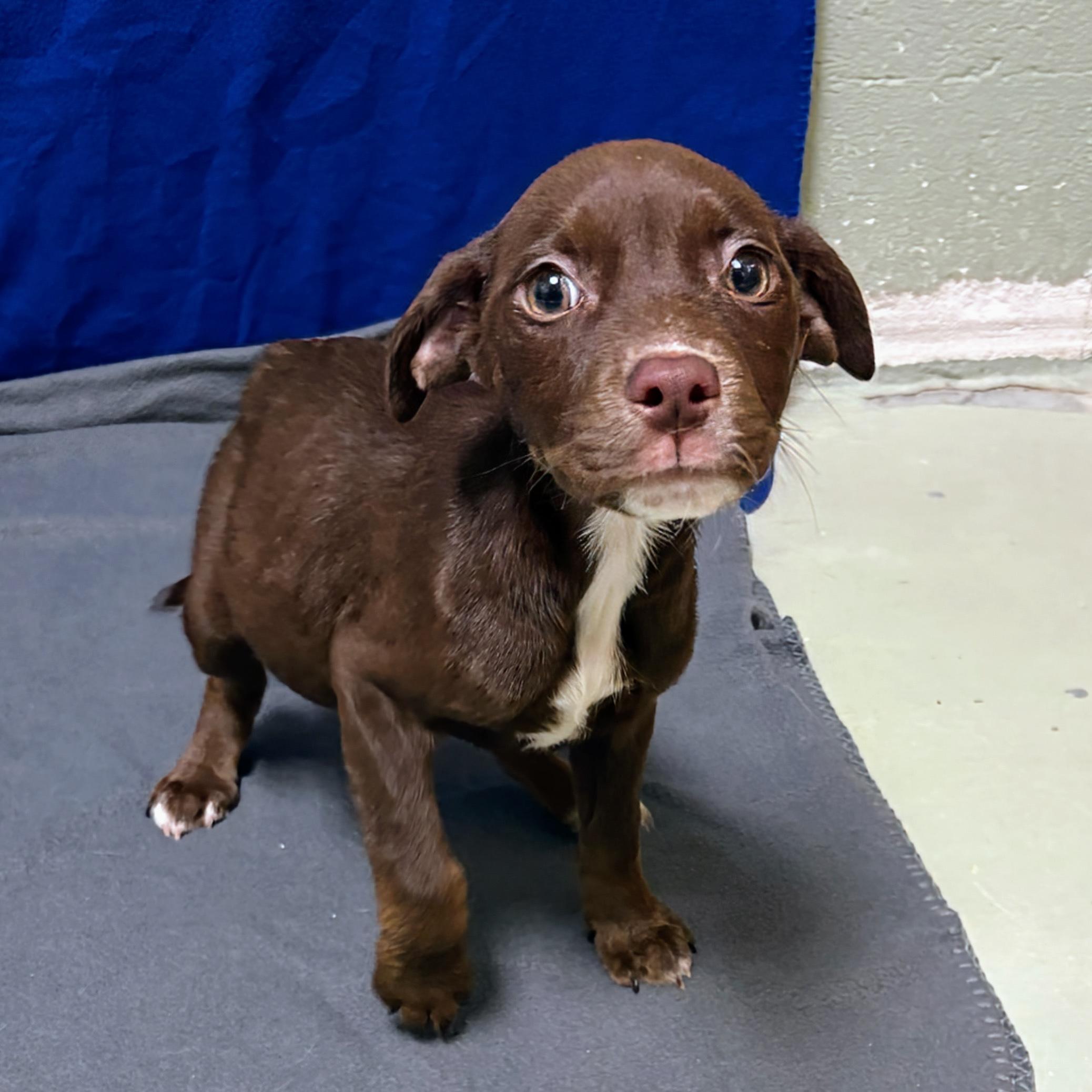 Enlarge McMuffin, an adopted mixed breed in Valdosta, GA image 2/2