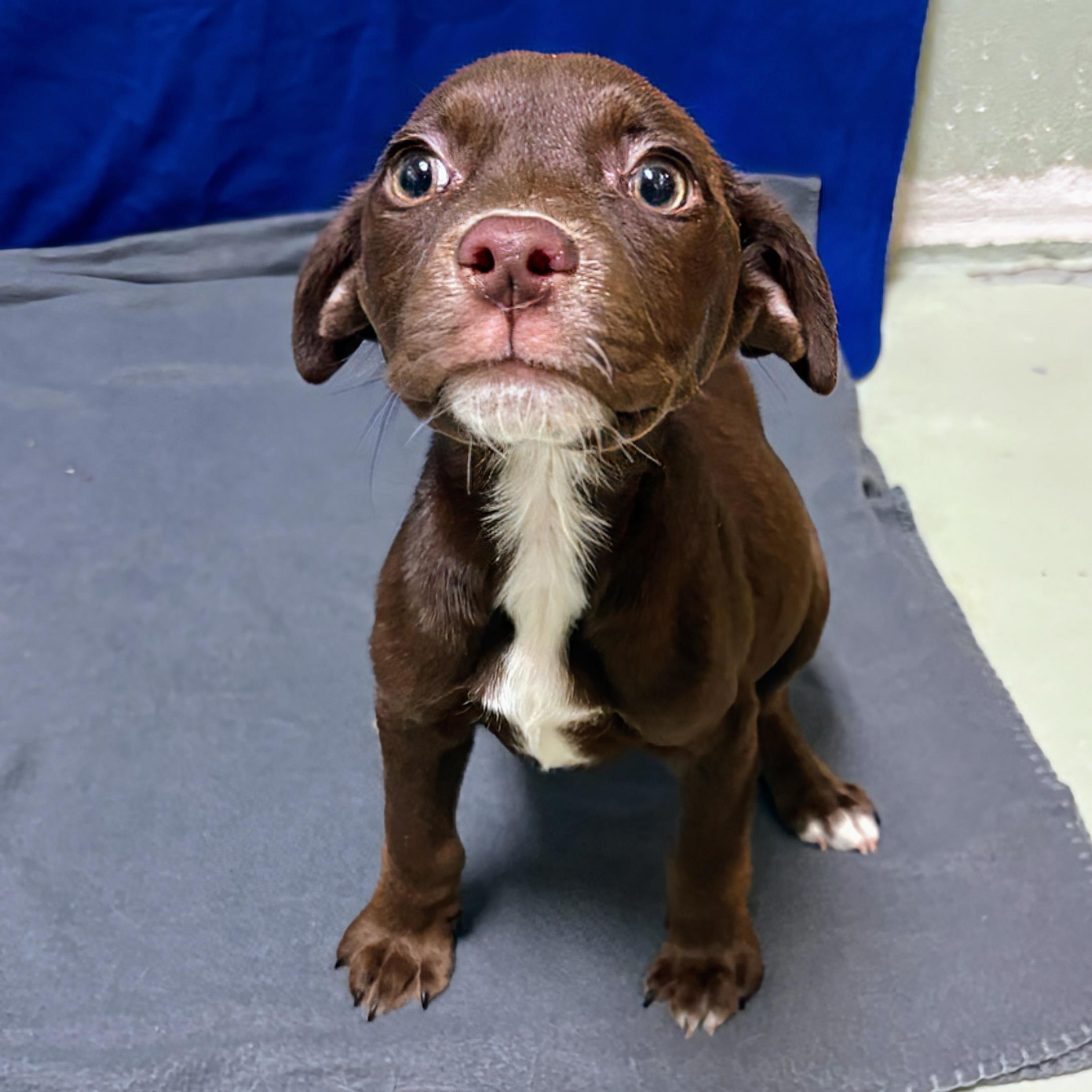 McMuffin, adopted, Puppy Female Labrador Retriever.