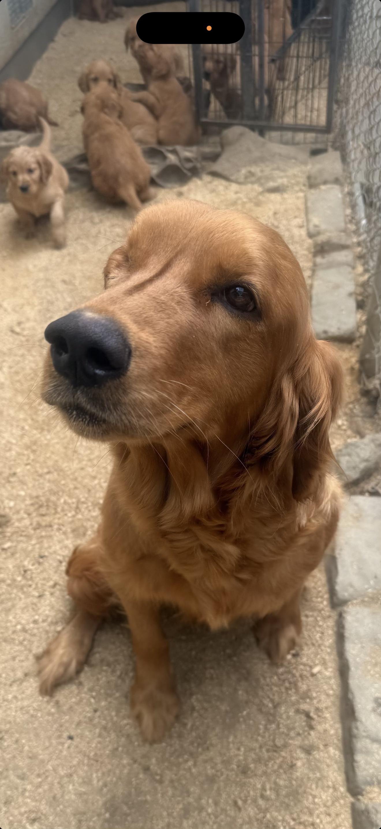Lena, adopted, Adult Female Golden Retriever.
