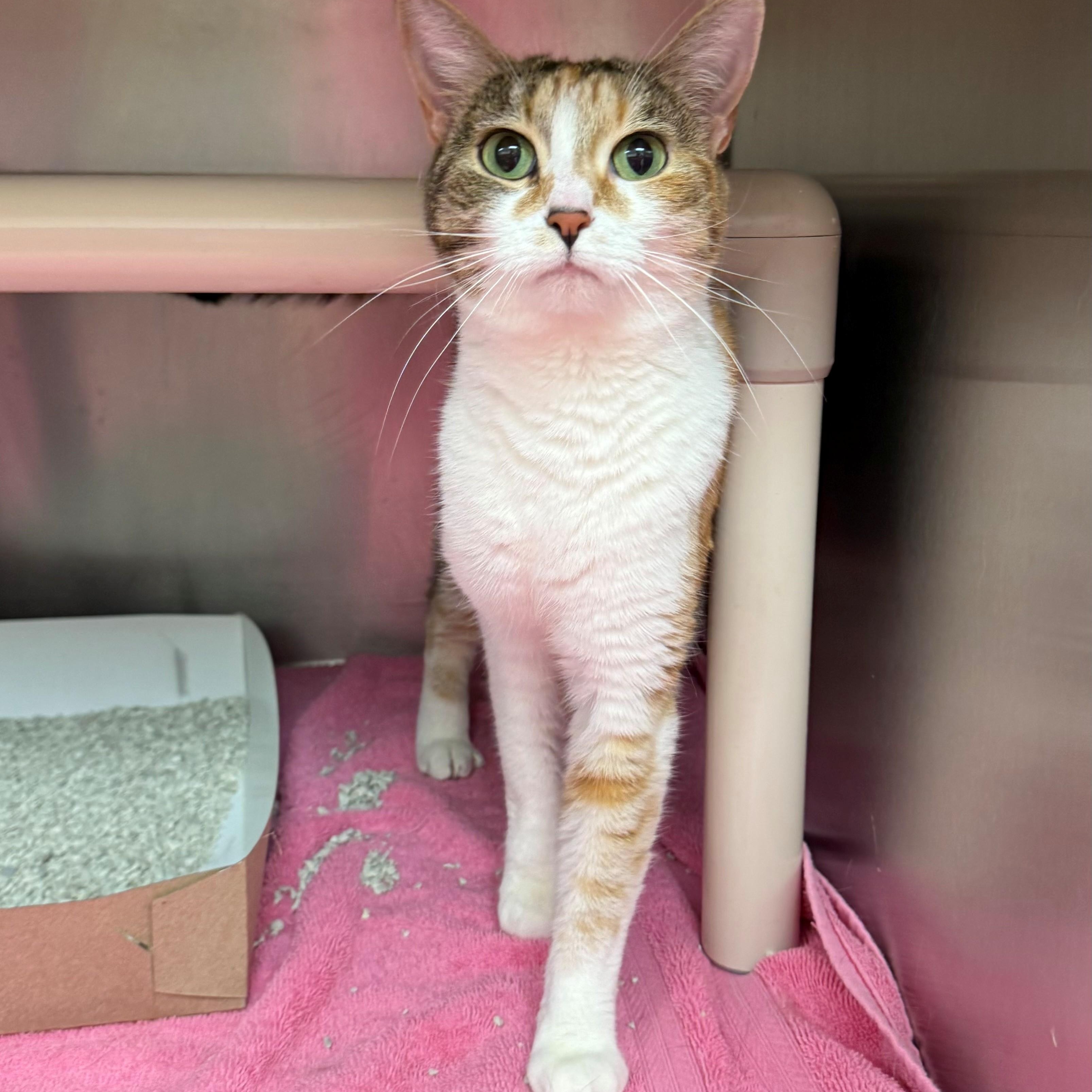 Enlarge Kiri, a ADOPTABLE Domestic Short Hair in St. Augustine, FL image 2/2