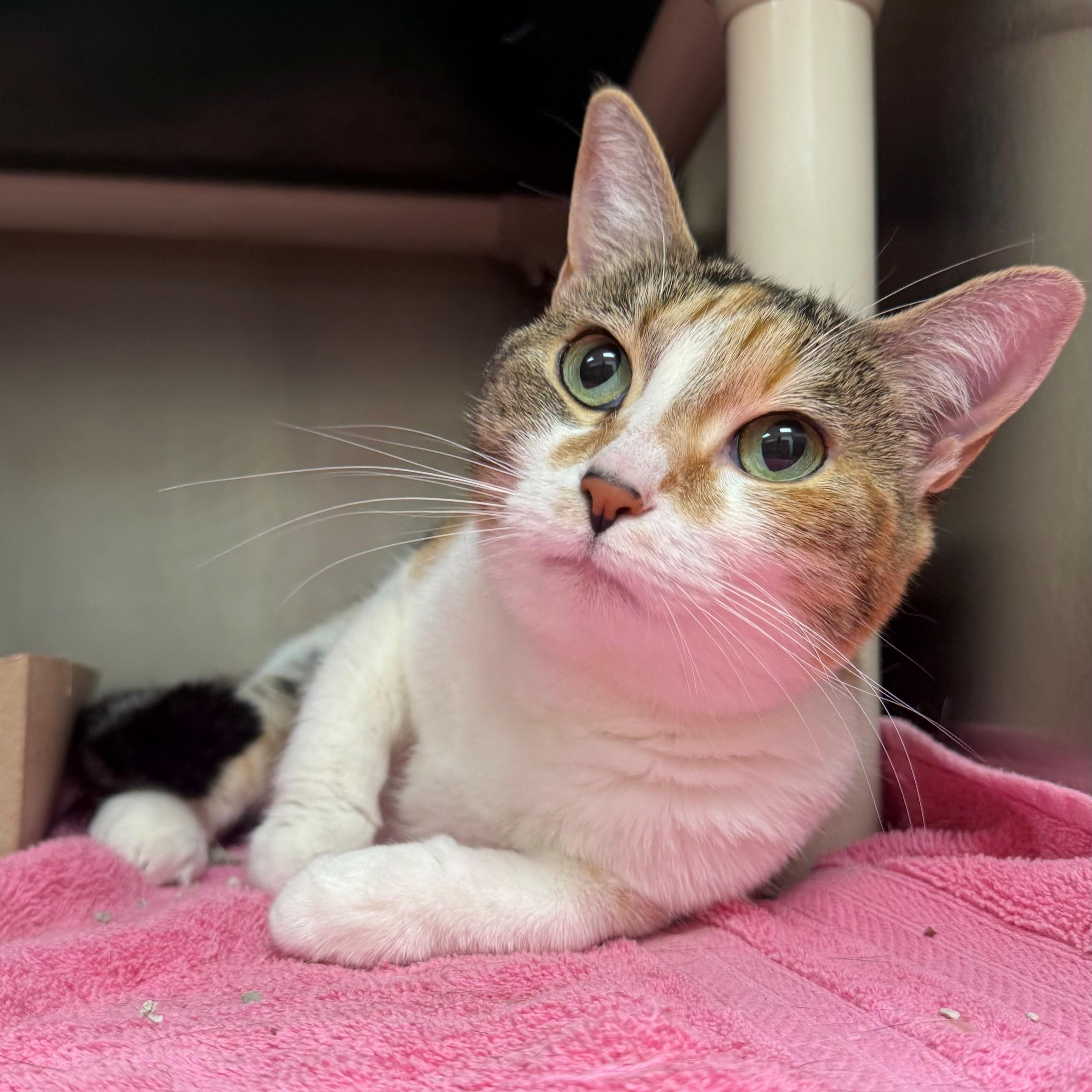 Kiri, ADOPTABLE, Adult Female Domestic Short Hair.