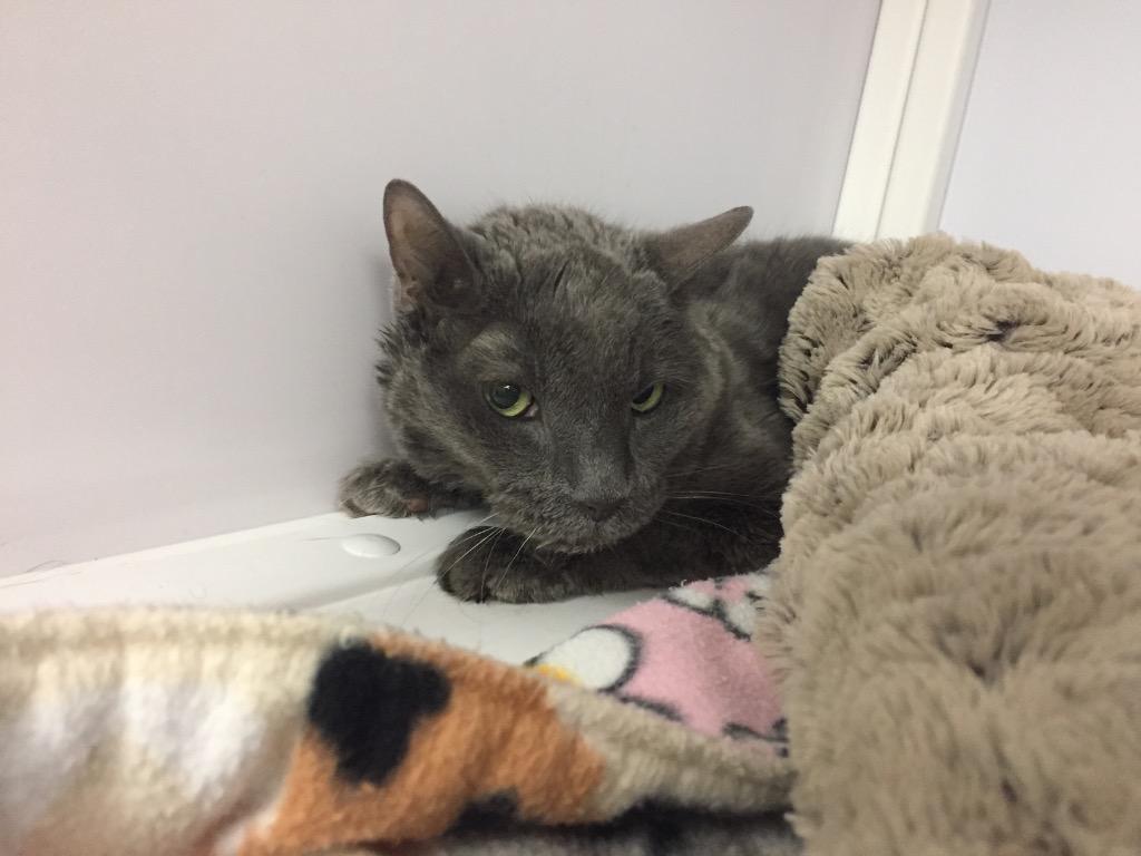 Buddie Girl, Adoptable, Senior Female Domestic Short Hair.