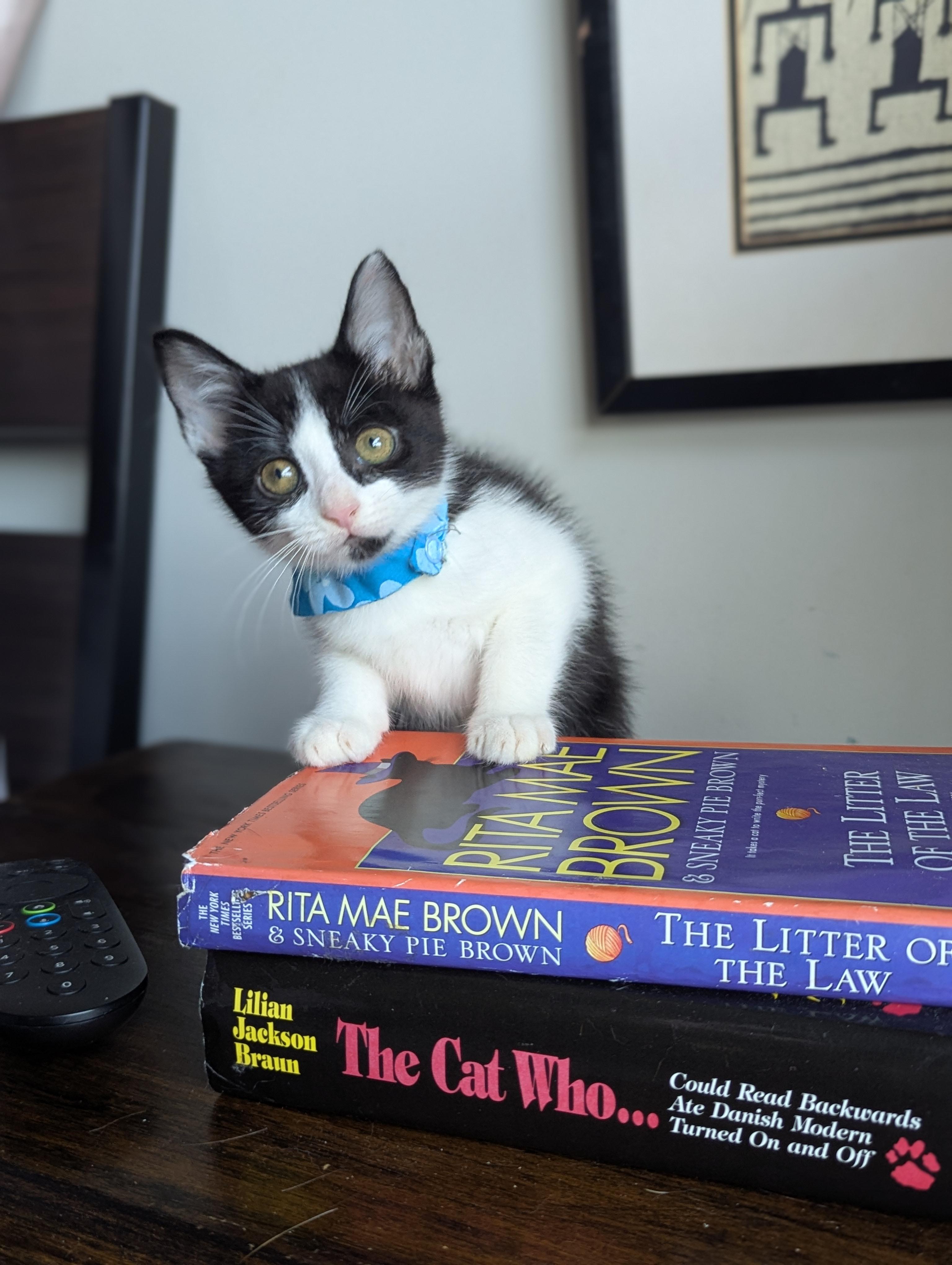 Enlarge Bijou (Velcro Kitten), an adopted Tuxedo in Atlanta, GA image 3/6