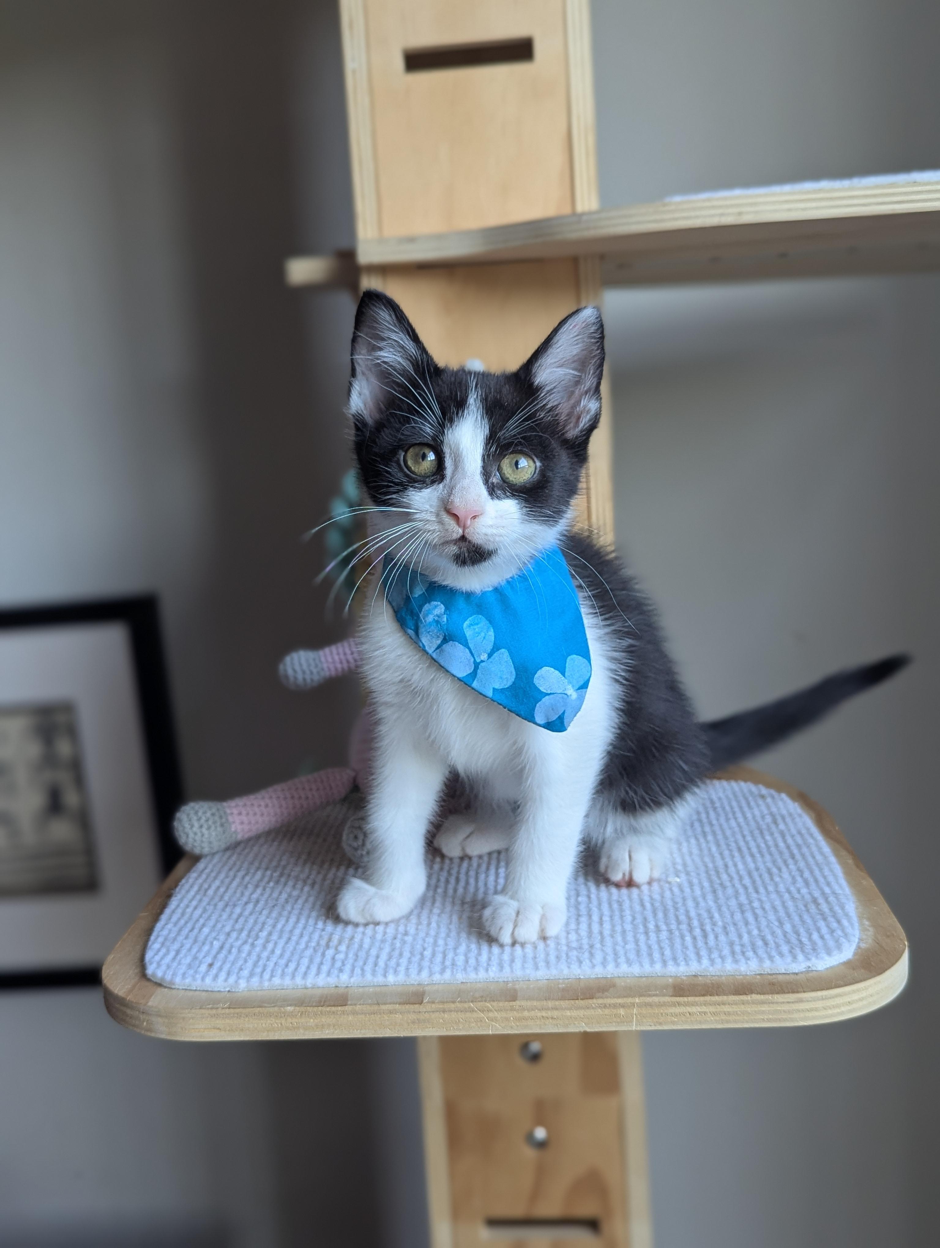 Enlarge Bijou (Velcro Kitten), an adopted Tuxedo in Atlanta, GA image 2/6