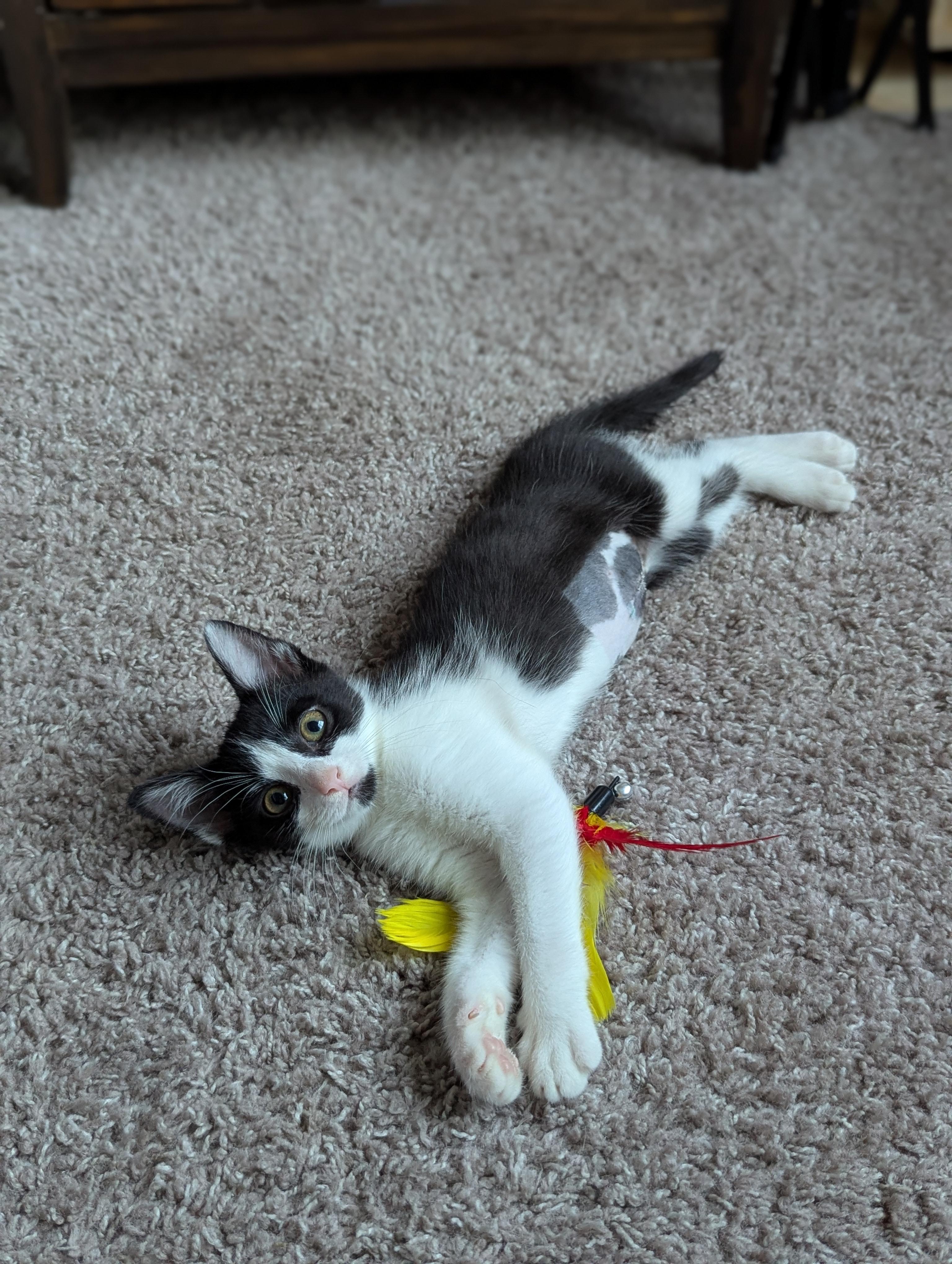 Enlarge Bijou (Velcro Kitten), an adopted Tuxedo in Atlanta, GA image 5/6