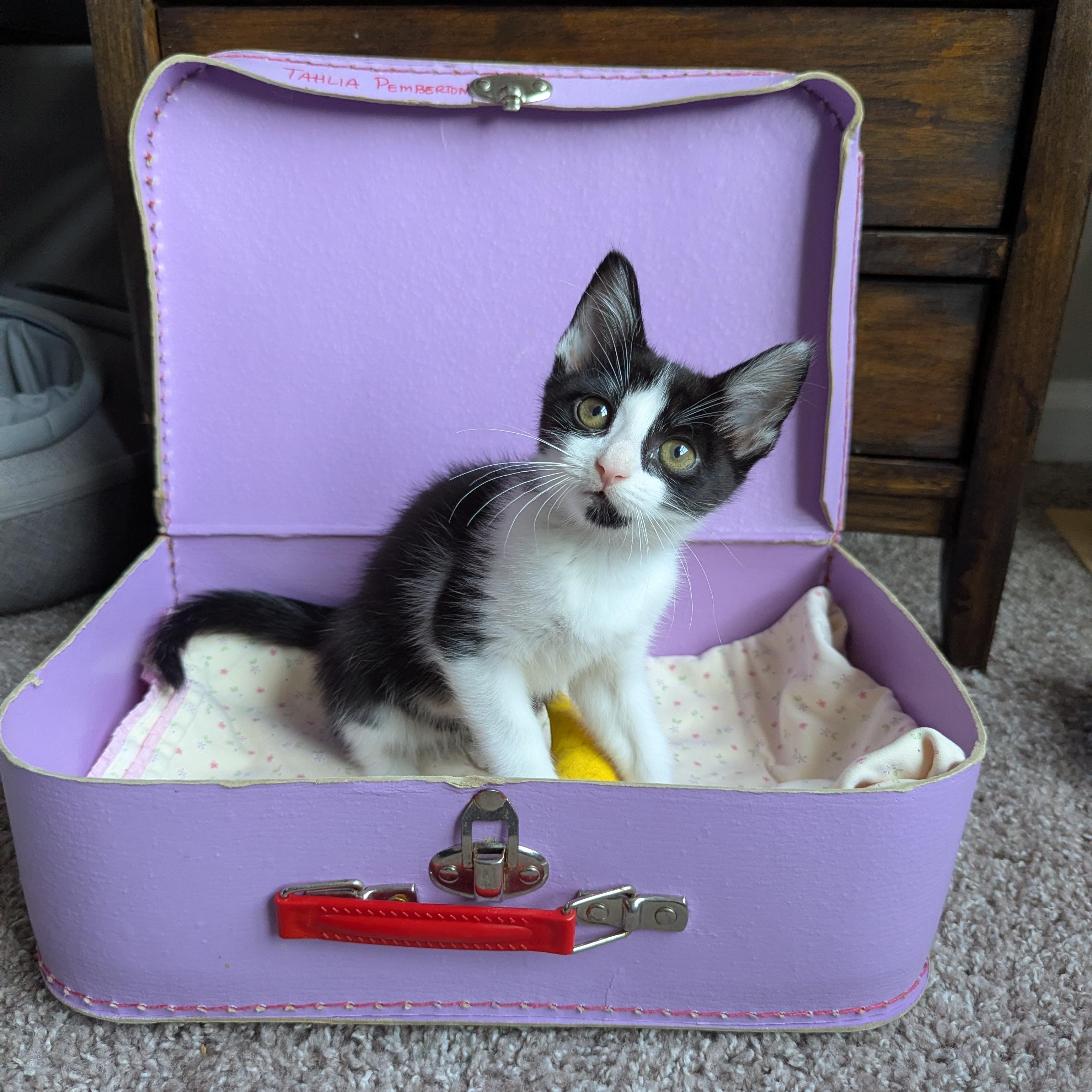 Enlarge Bijou (Velcro Kitten), an adopted Tuxedo in Atlanta, GA image 1/6