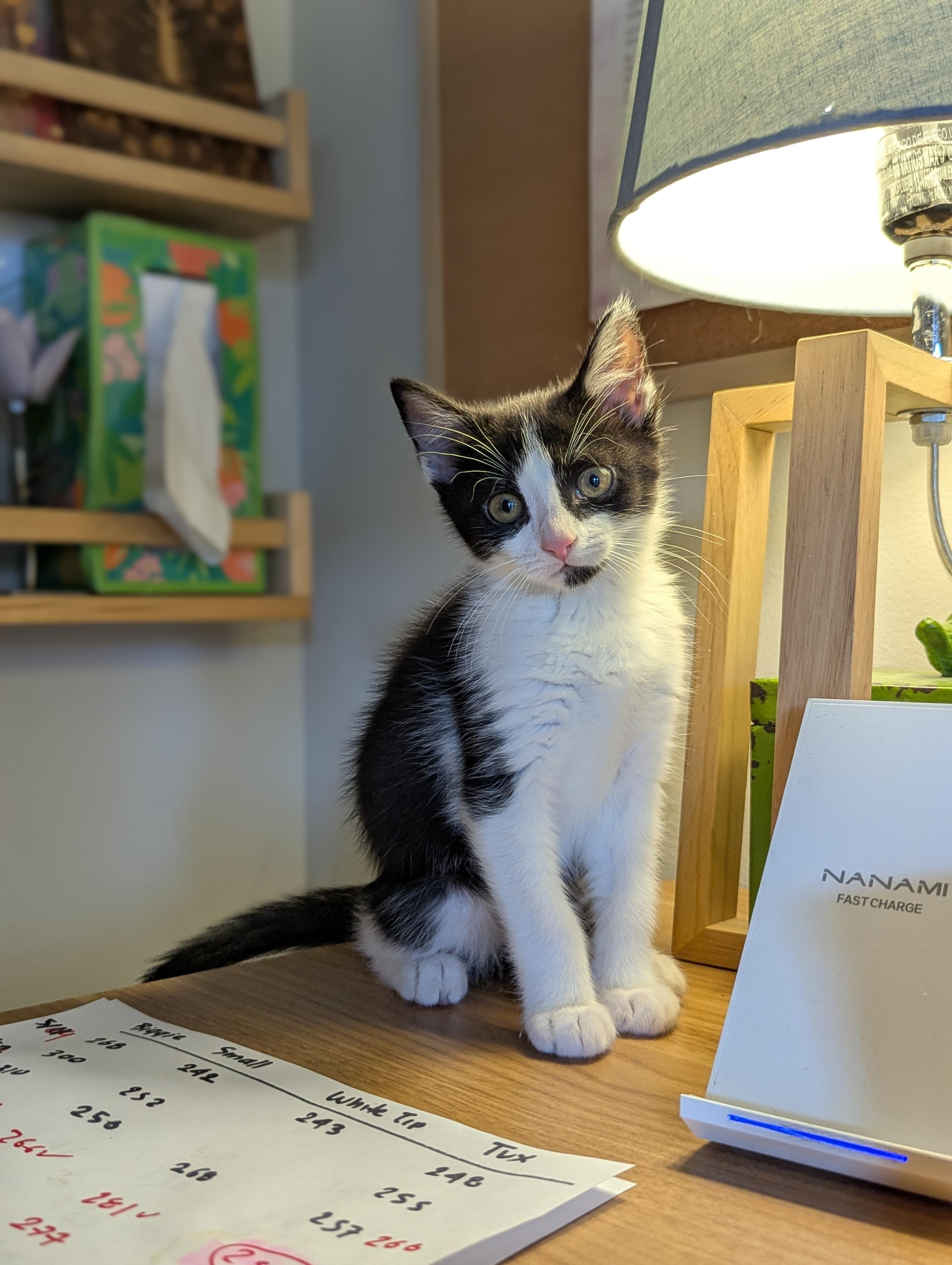 Enlarge Bijou (Velcro Kitten), an adopted Tuxedo in Atlanta, GA image 4/6