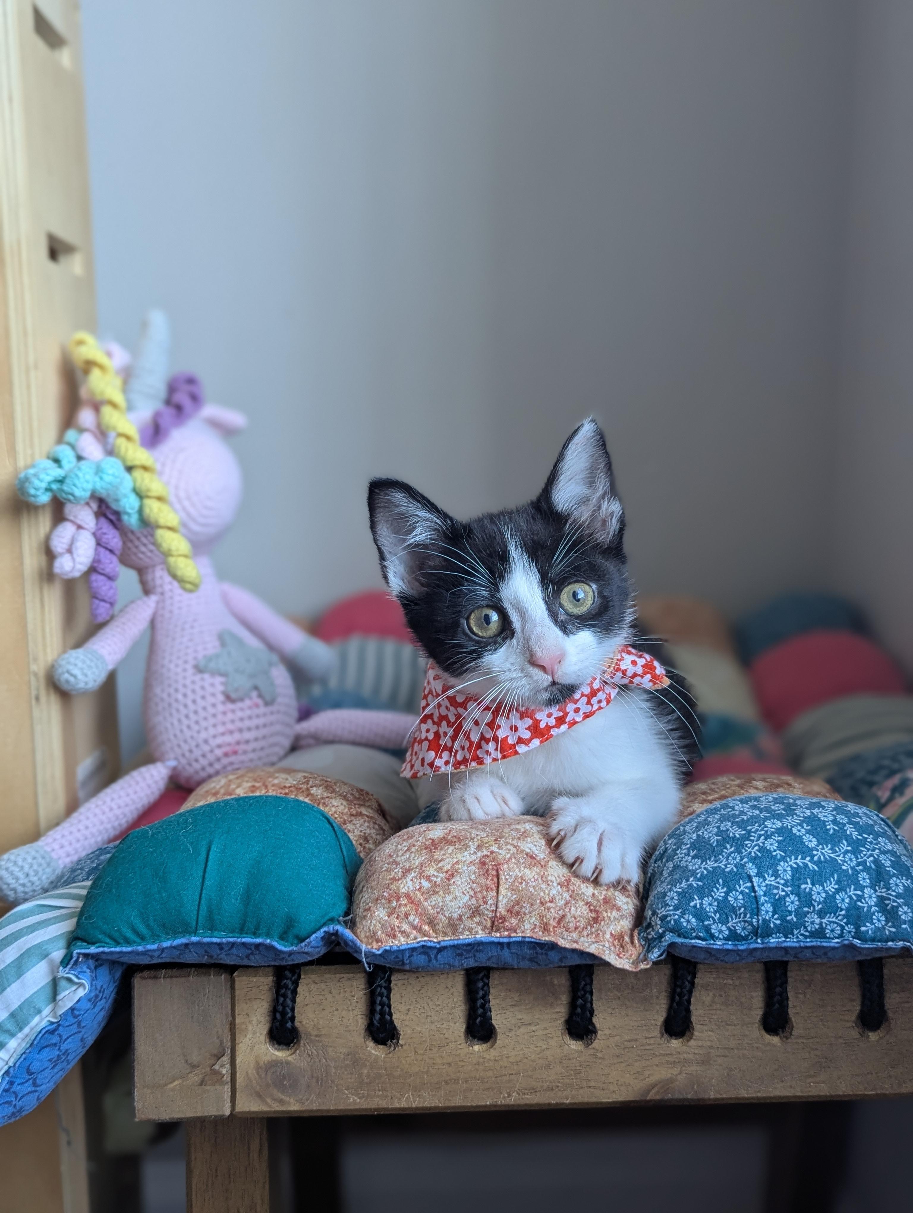 Enlarge Bijou (Velcro Kitten), an adopted Tuxedo in Atlanta, GA image 6/6