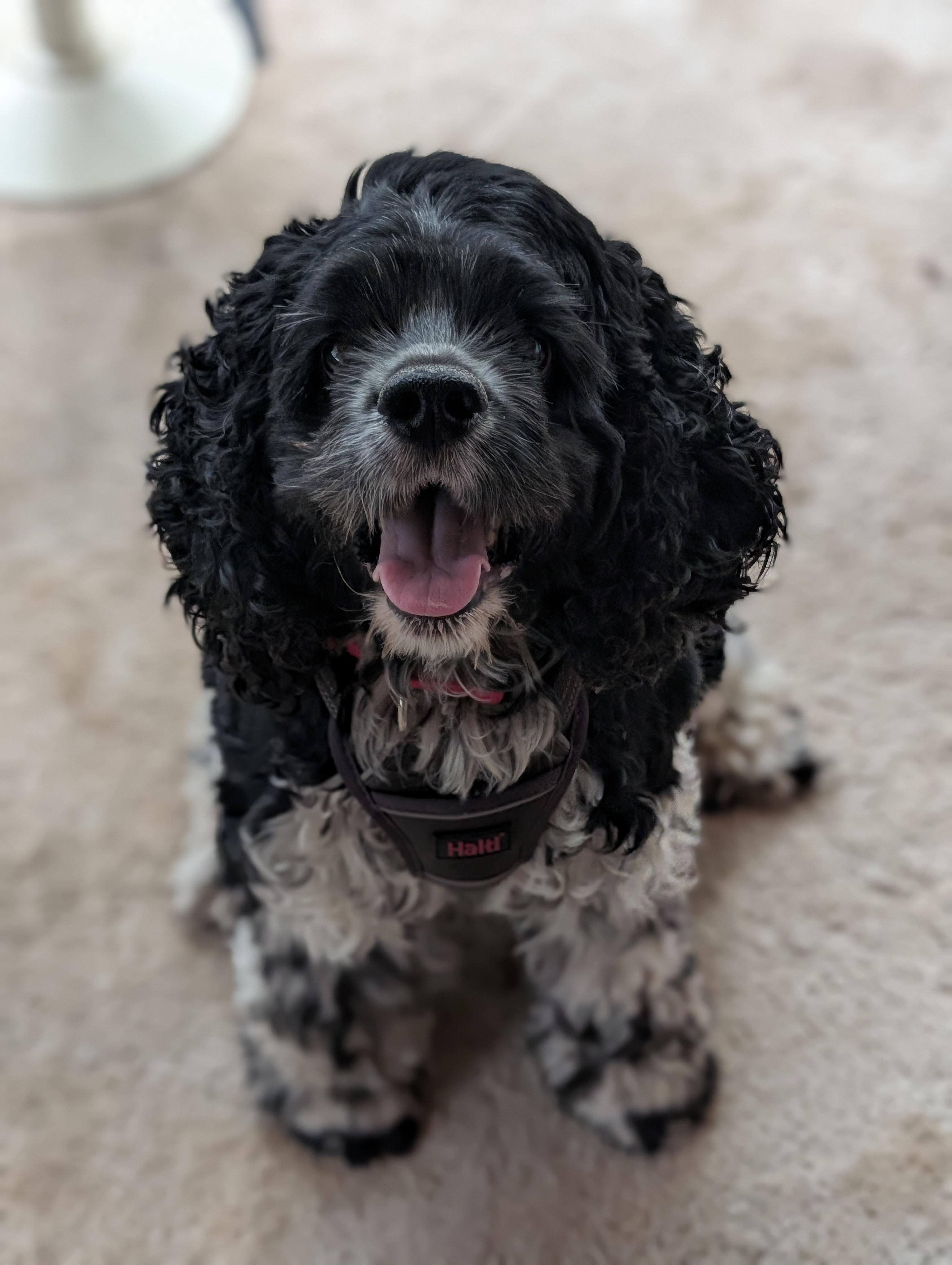 Enlarge Bernie, a ADOPTABLE Cocker Spaniel in Minneapolis, MN image 1/1