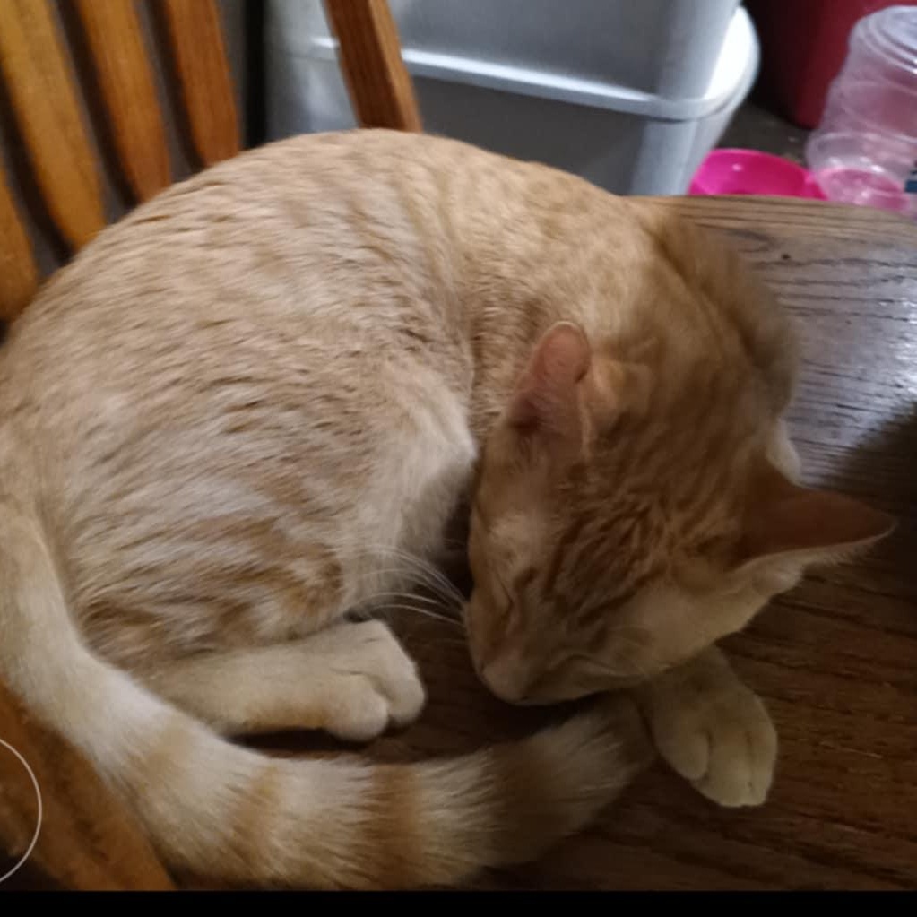 Enlarge Papaya, a Adoptable mixed breed in Antioch, CA image 6/6