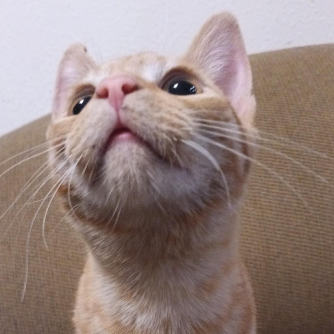 Enlarge Papaya, a Adoptable mixed breed in Antioch, CA image 2/6