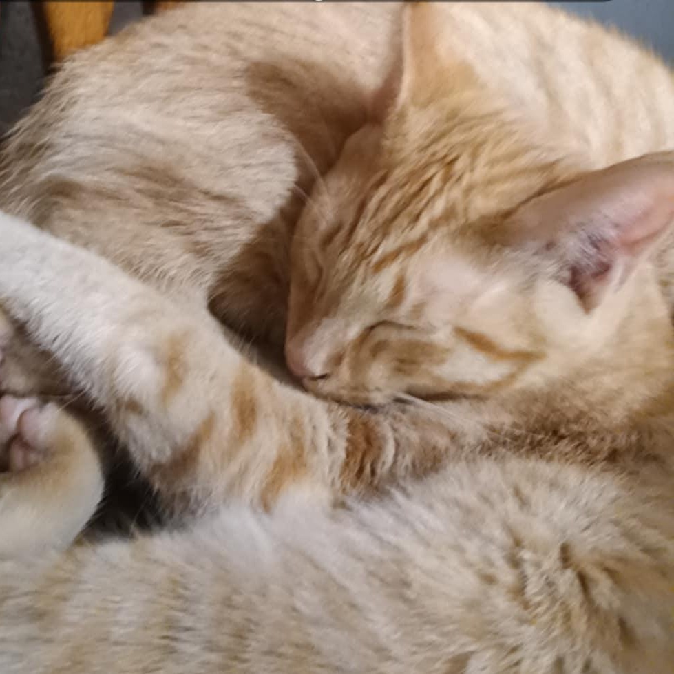 Enlarge Papaya, a Adoptable mixed breed in Antioch, CA image 5/6