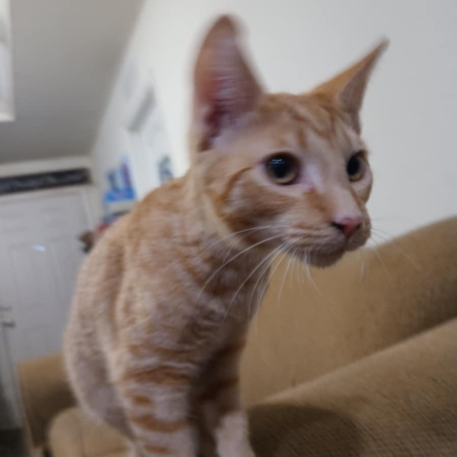 Papaya, Adoptable, Kitten Male Tabby & Domestic Short Hair.