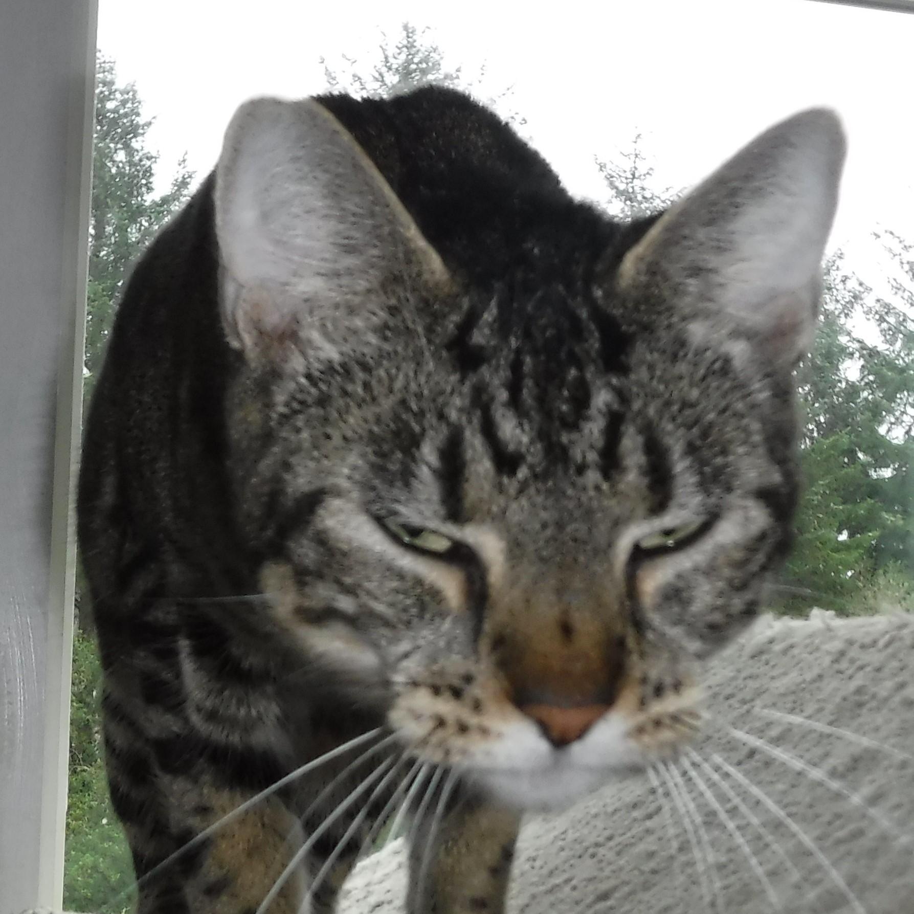 Enlarge Katie - Easygoing & Sweet, a ADOPTABLE mixed breed in Hoquiam, WA image 2/5