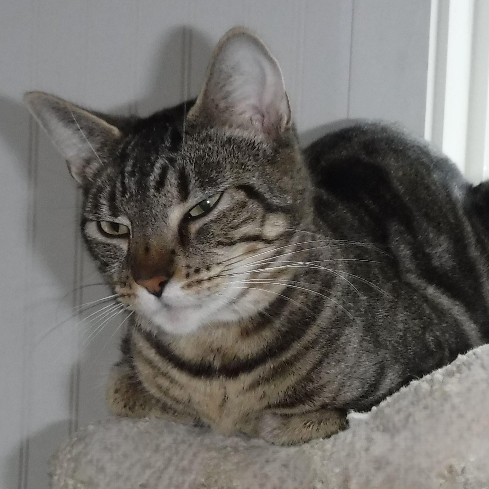 Enlarge Katie - Easygoing & Sweet, a ADOPTABLE mixed breed in Hoquiam, WA image 1/5