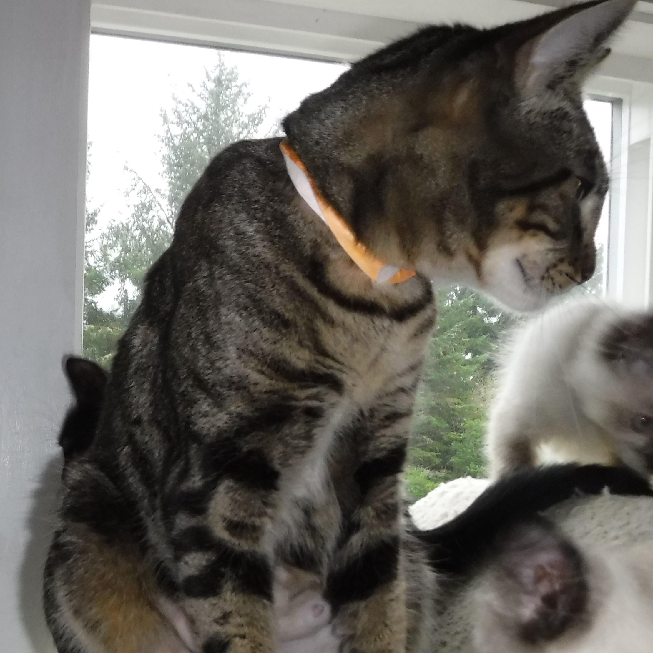 Enlarge Katie - Easygoing & Sweet, a ADOPTABLE mixed breed in Hoquiam, WA image 5/5