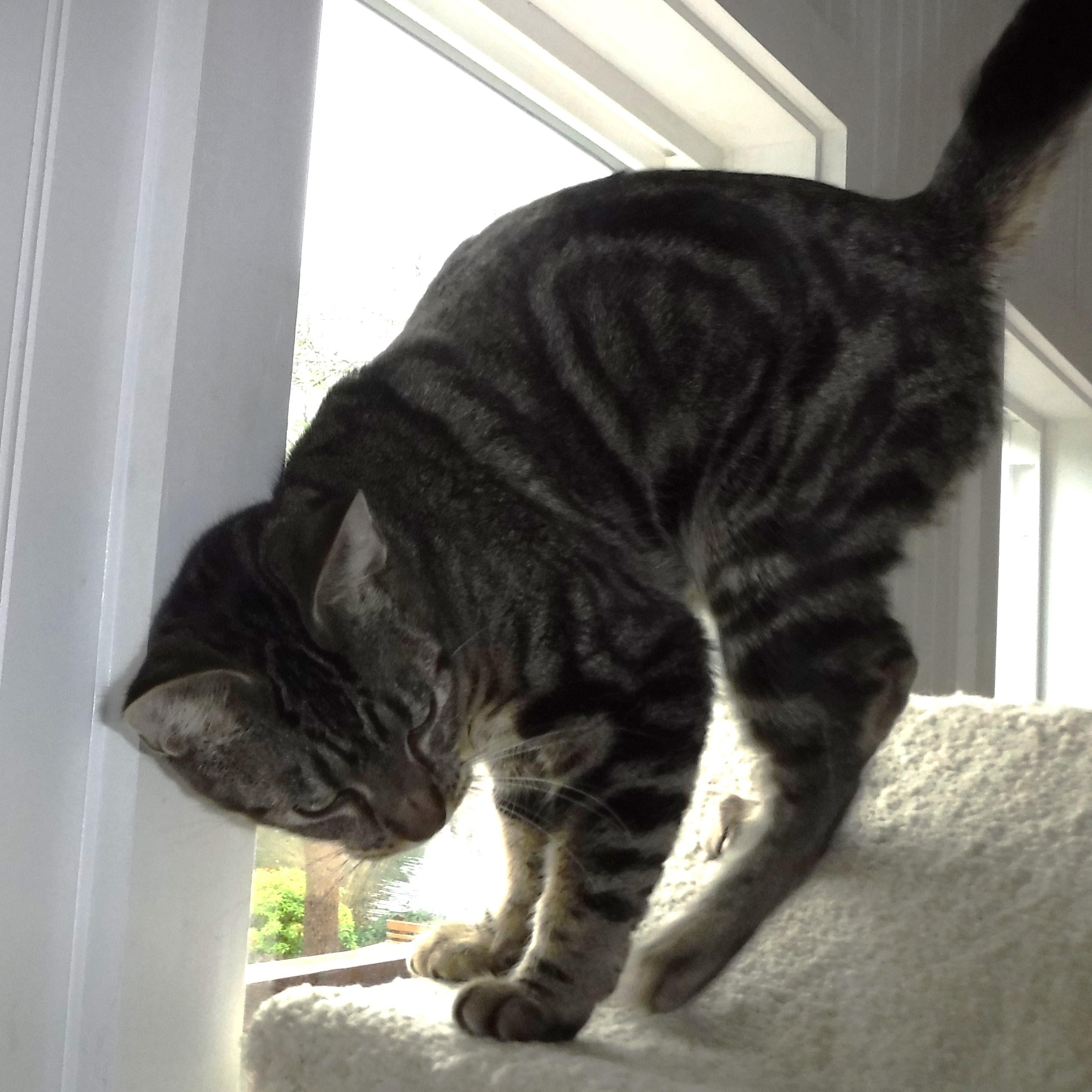 Enlarge Katie - Easygoing & Sweet, a ADOPTABLE mixed breed in Hoquiam, WA image 3/5