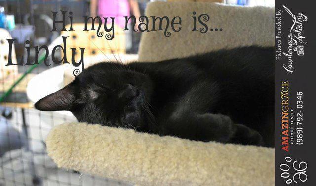 Lindy, Adoptable, Senior Female Domestic Medium Hair.