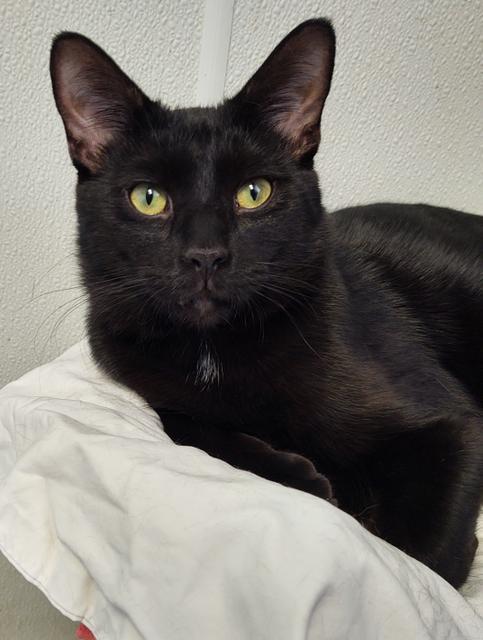 Enlarge Lindy, a Adoptable mixed breed in Saginaw, MI image 1/5