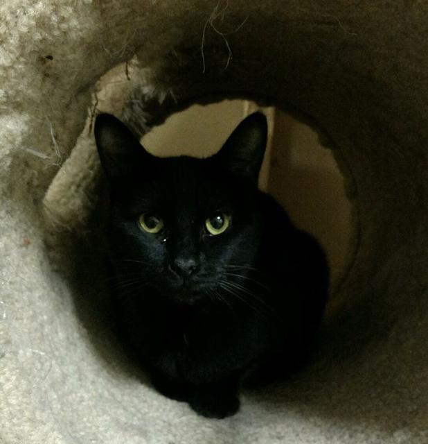 Lindy — thumbnail 2