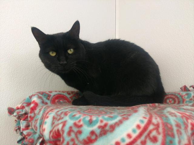 Enlarge Lindy, a Adoptable mixed breed in Saginaw, MI image 3/5