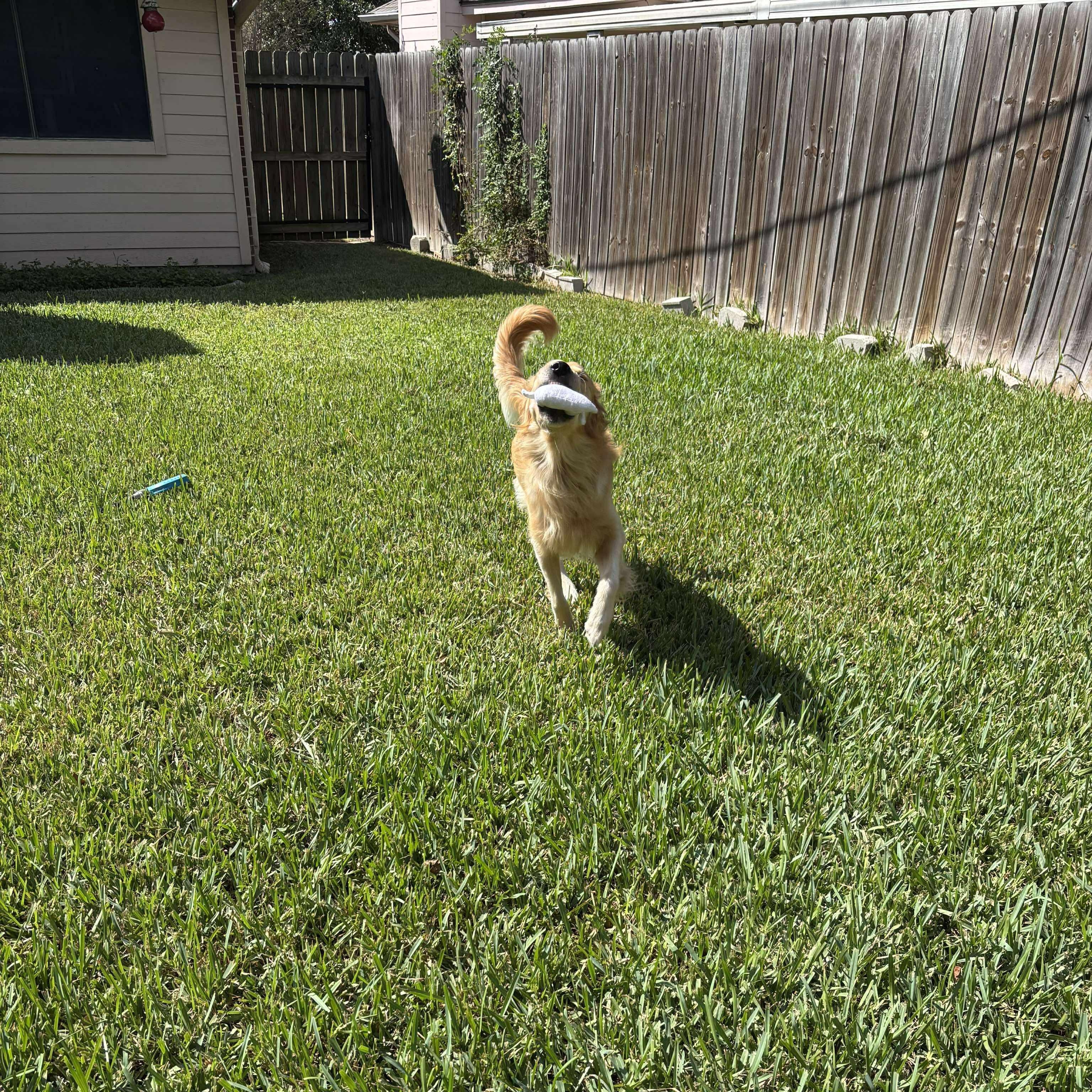 Clint, Adopted, Adult Male Golden Retriever.